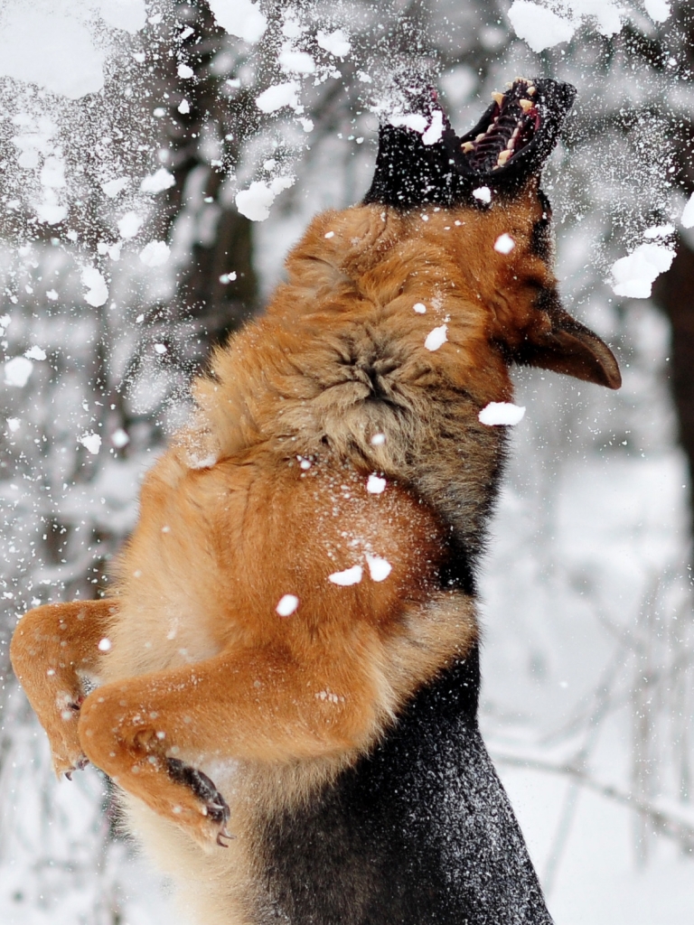 Handy-Wallpaper Tiere, Hunde, Schäferhund kostenlos herunterladen.