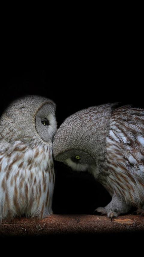 無料モバイル壁紙動物, 鳥, フクロウをダウンロードします。