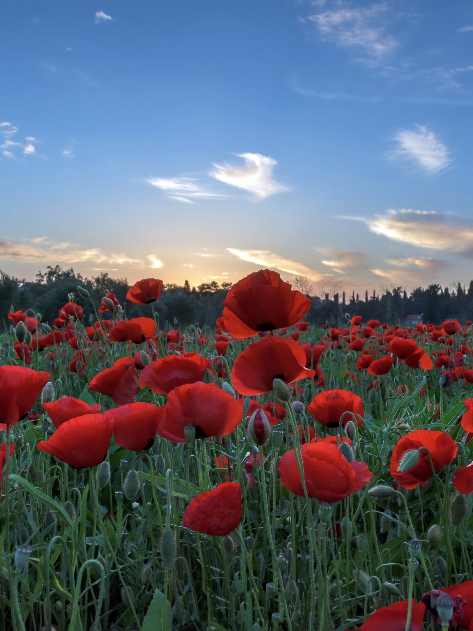 1149873 Bildschirmschoner und Hintergrundbilder Blumen auf Ihrem Telefon. Laden Sie  Bilder kostenlos herunter