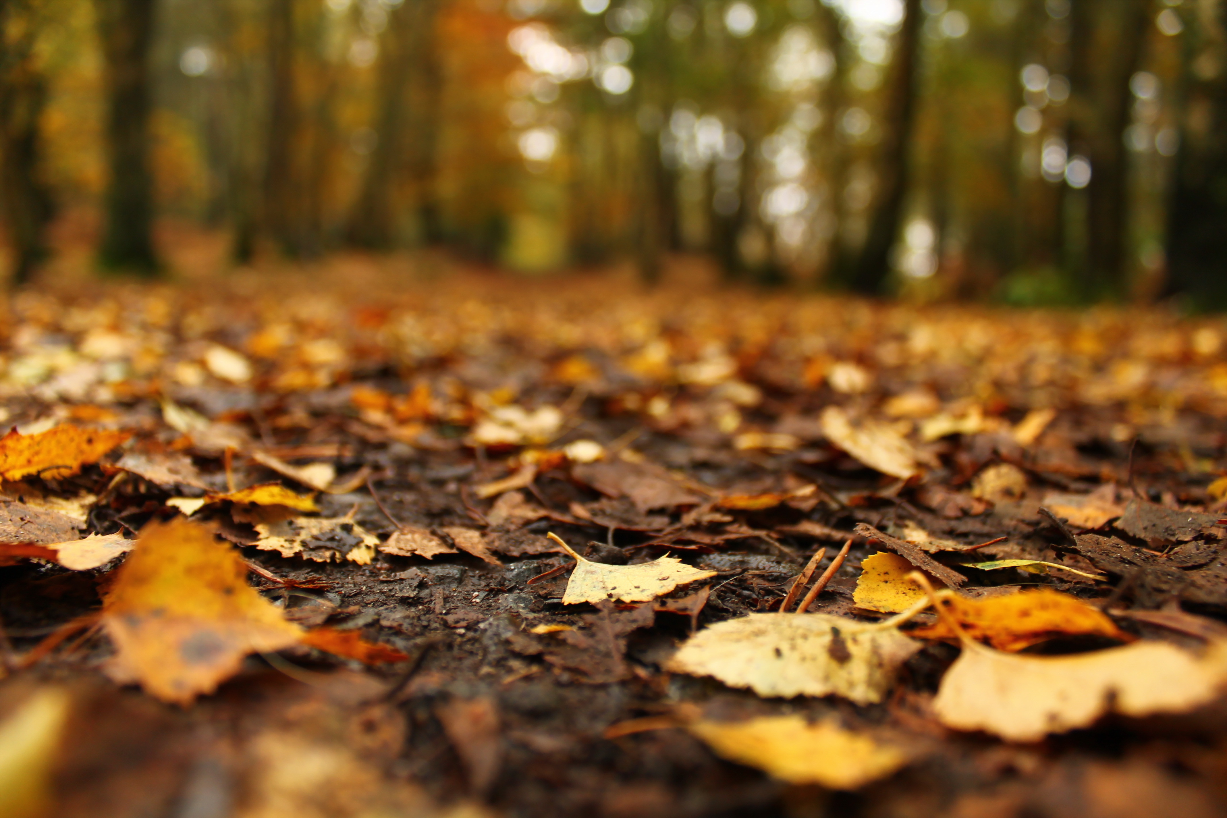 Download mobile wallpaper Nature, Blur, Leaf, Fall, Earth for free.