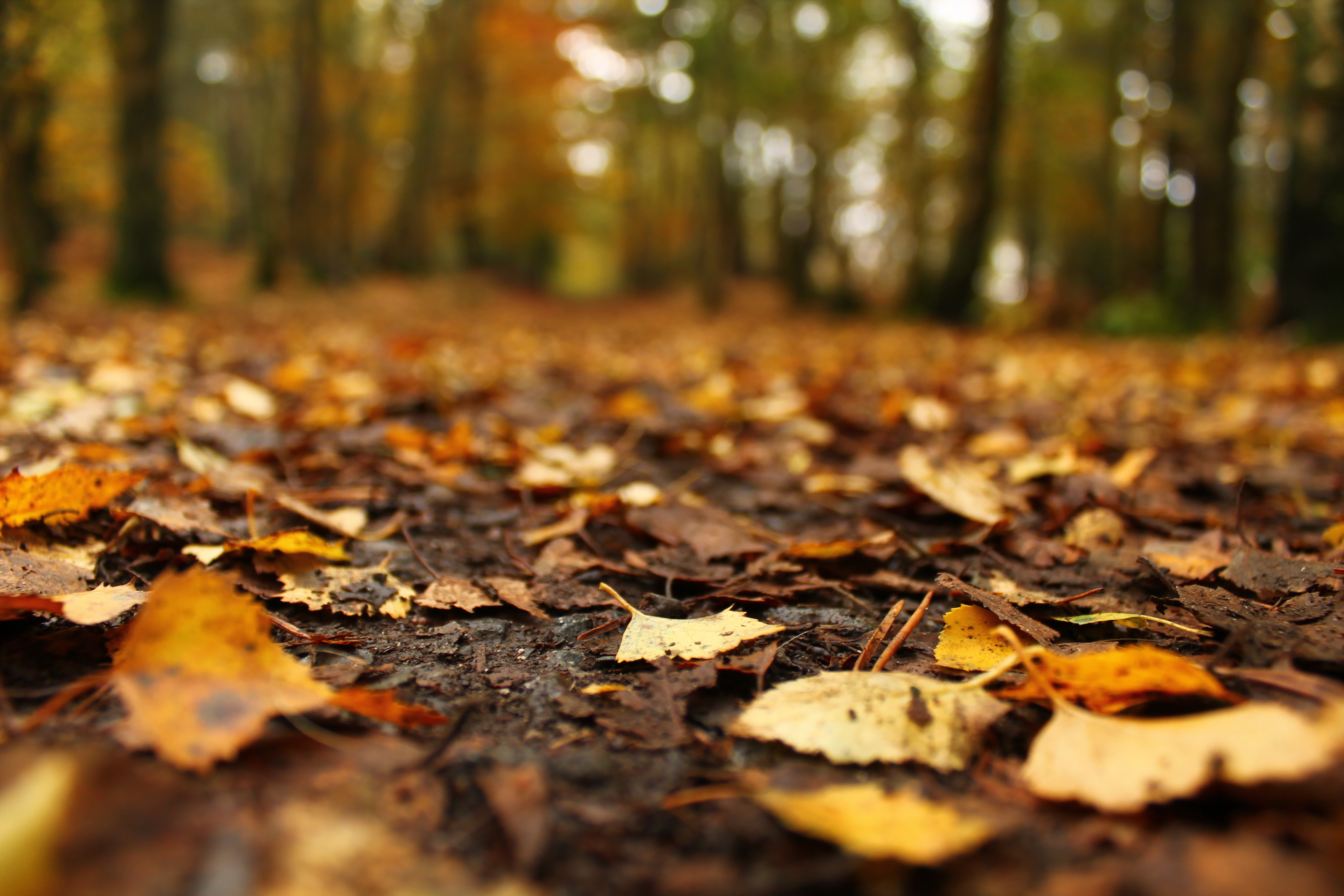 Téléchargez gratuitement l'image Automne, Feuille, Se Brouiller, La Nature, Terre/nature sur le bureau de votre PC