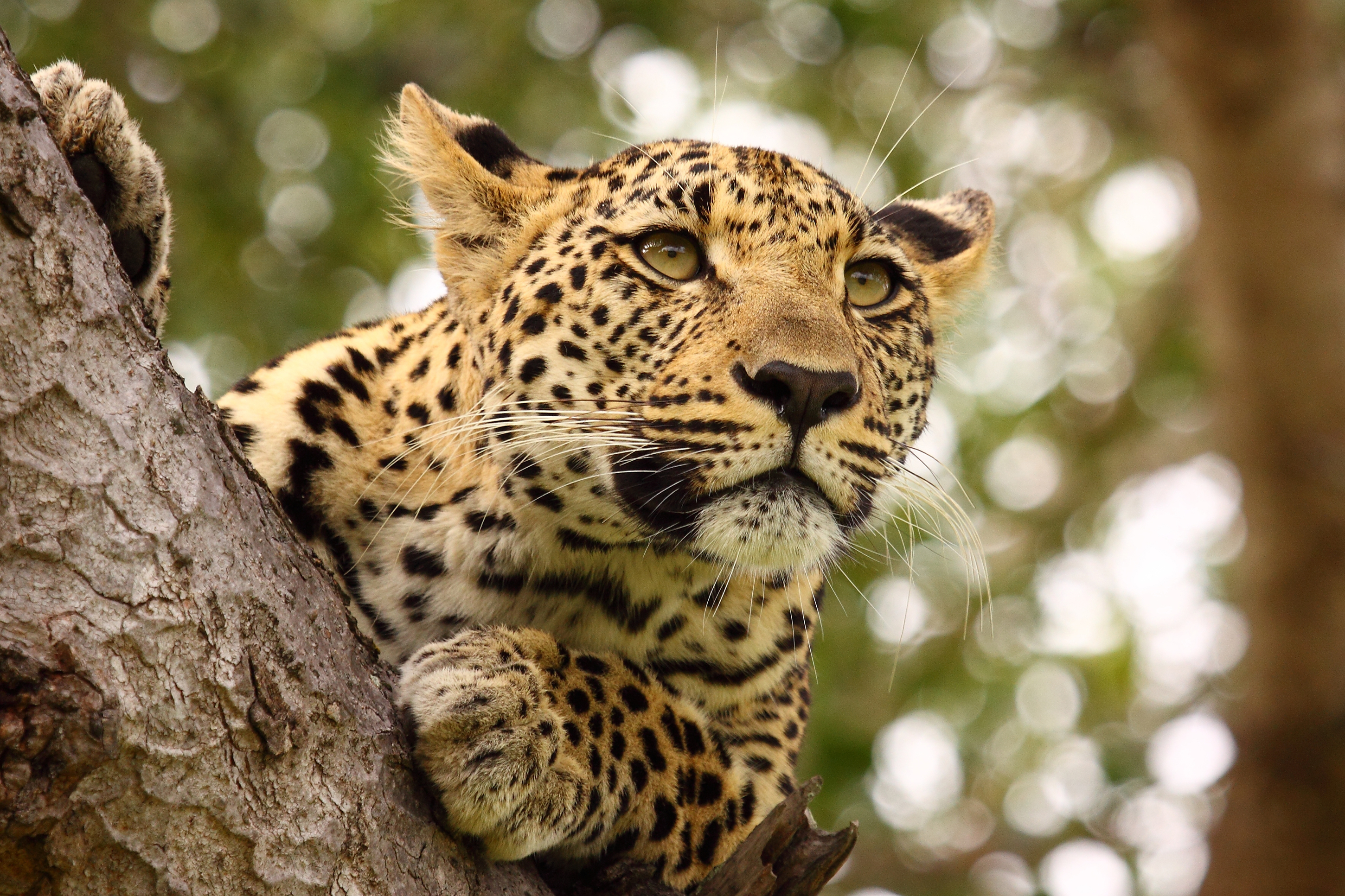 Free download wallpaper Cats, Jaguar, Close Up, Animal, Bokeh on your PC desktop