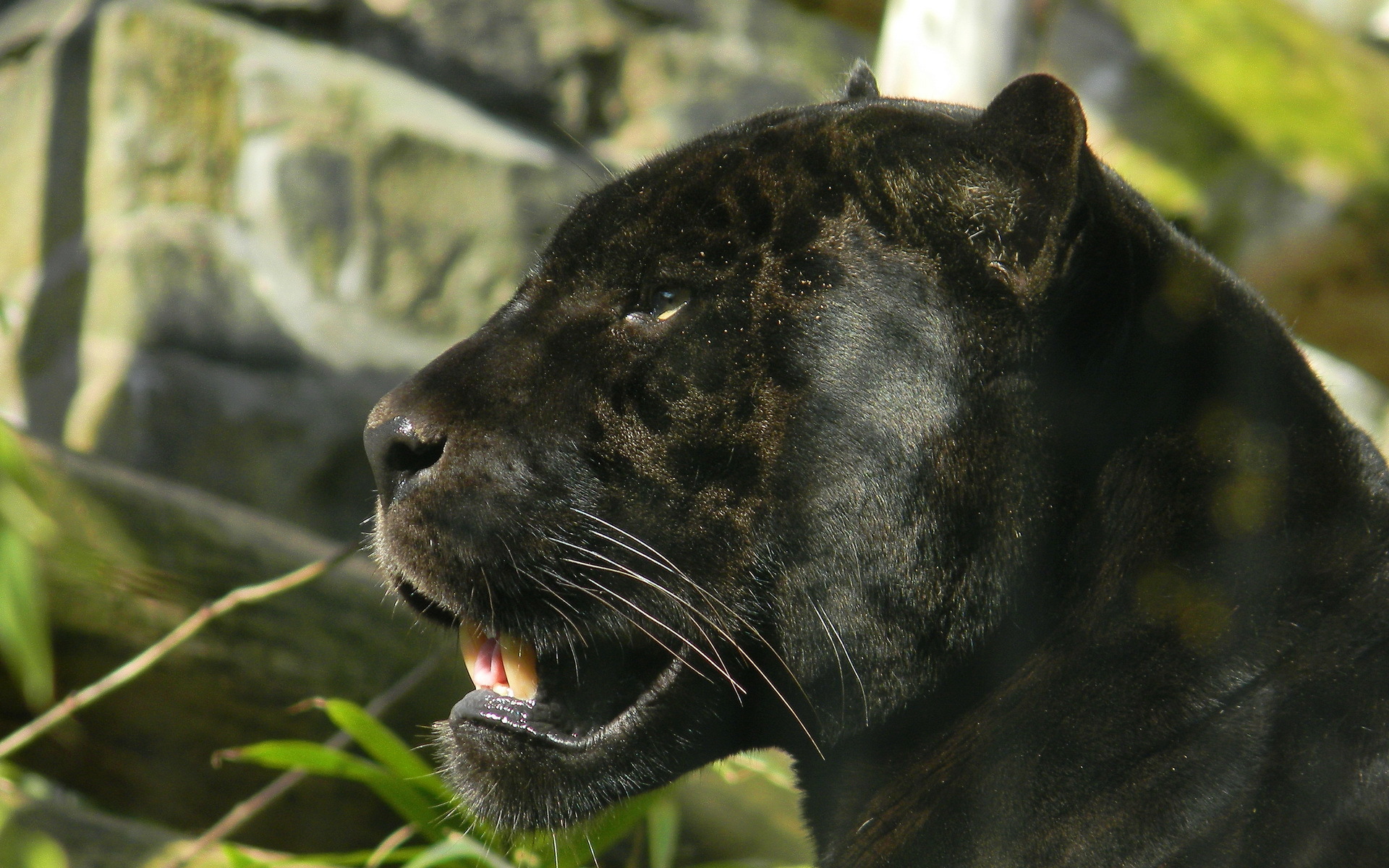 Laden Sie das Tiere, Schwarzer Panther-Bild kostenlos auf Ihren PC-Desktop herunter
