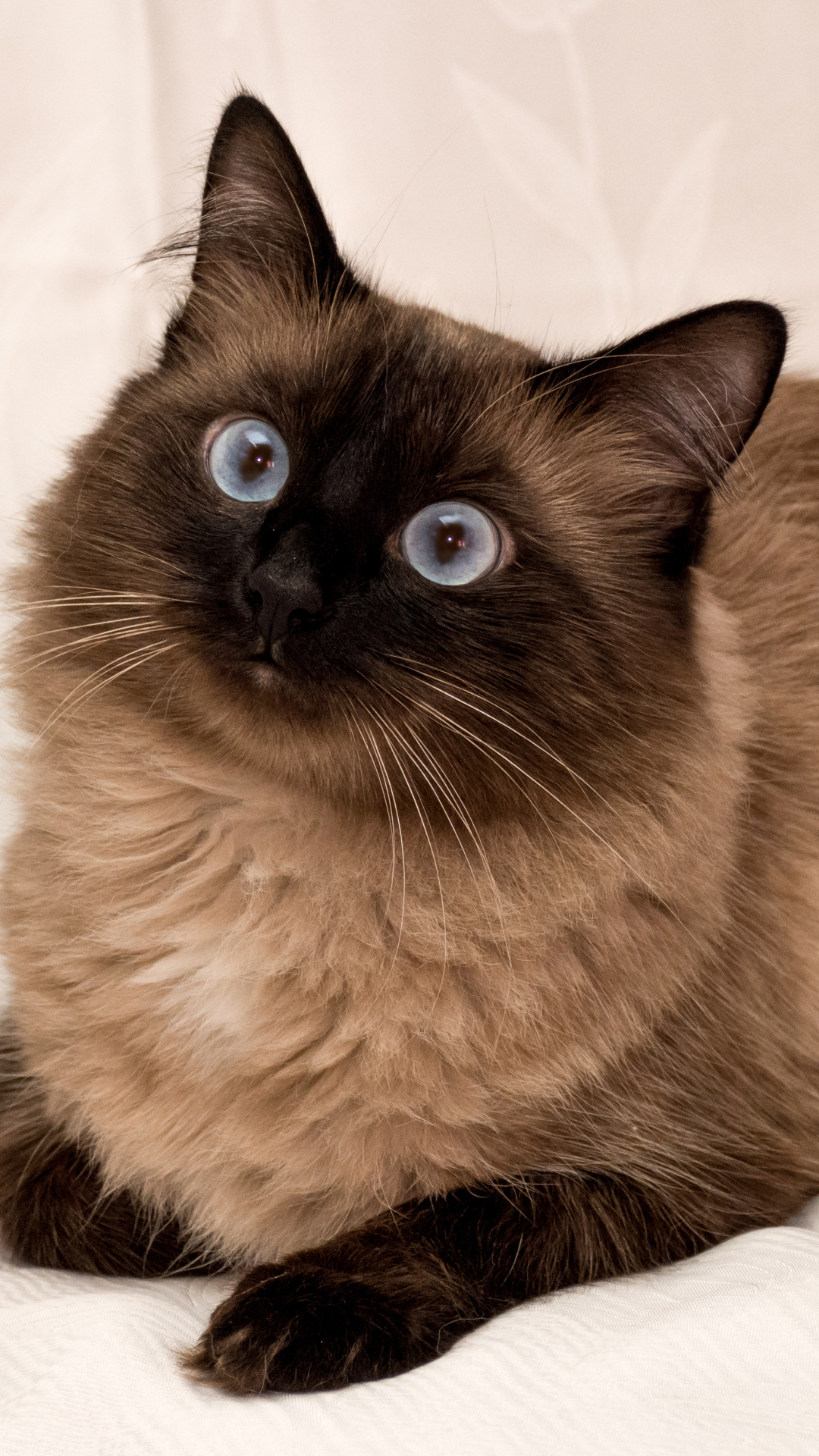 無料モバイル壁紙動物, ネコ, 猫, ヒマラヤンキャットをダウンロードします。