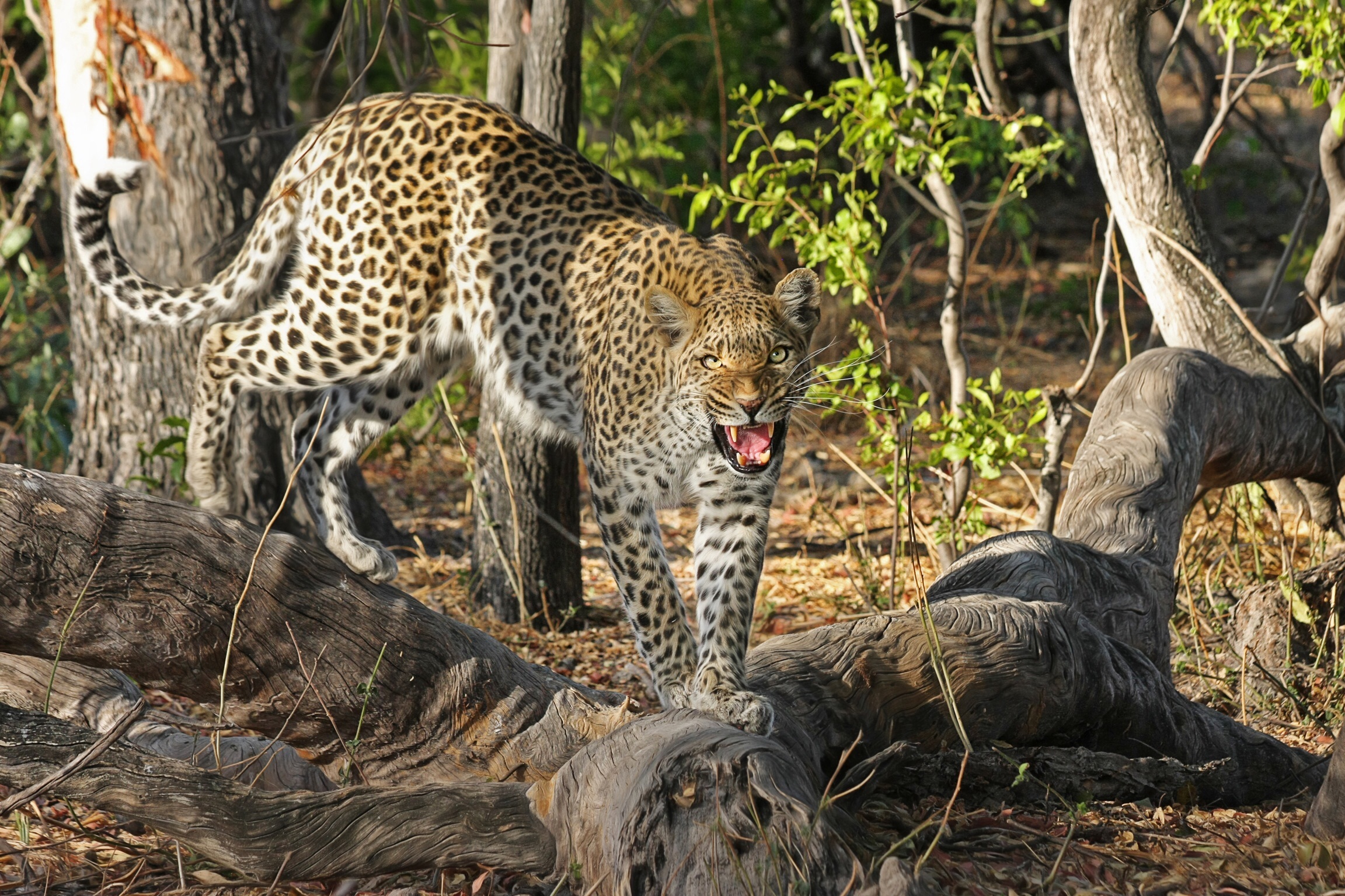 374140 Hintergrundbild herunterladen tiere, leopard, knurren, katzen - Bildschirmschoner und Bilder kostenlos