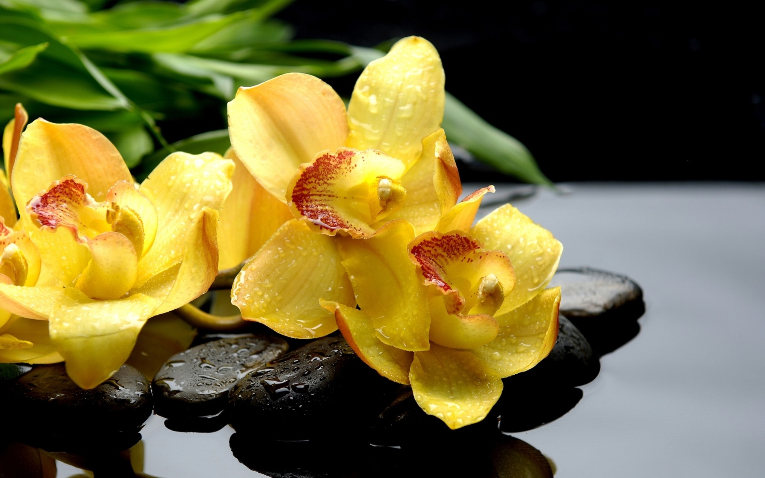 Download mobile wallpaper Still Life, Photography, Orchid for free.
