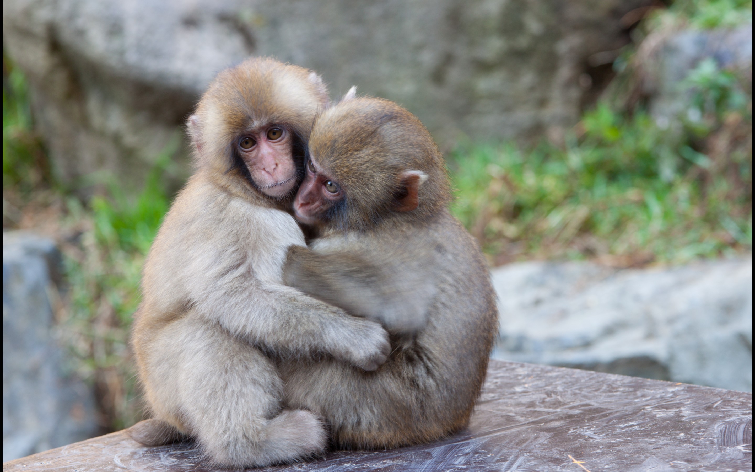 306240 descargar imagen monos, mono, animales: fondos de pantalla y protectores de pantalla gratis