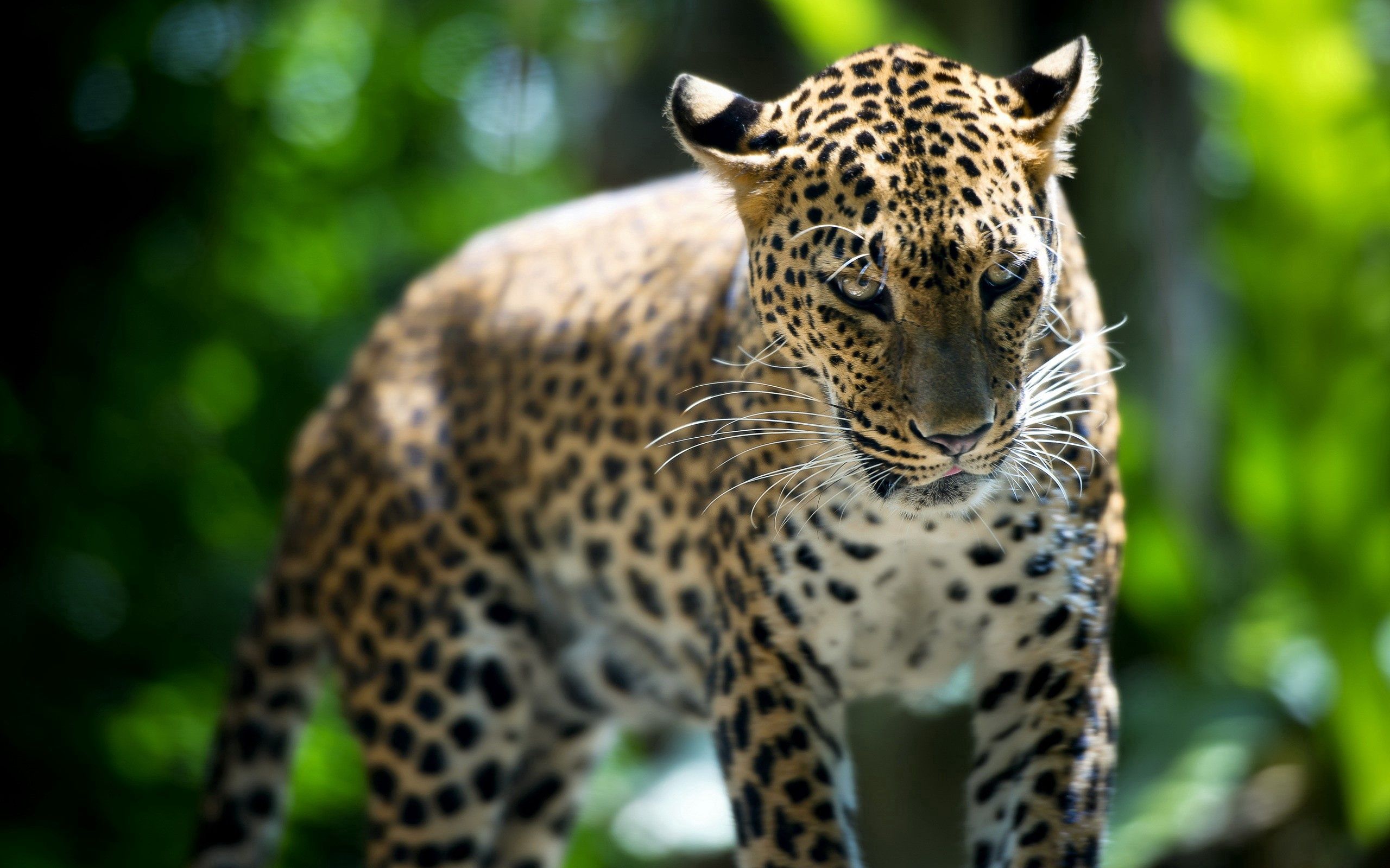 Free download wallpaper Leopard, Stroll, Animals, Predator on your PC desktop