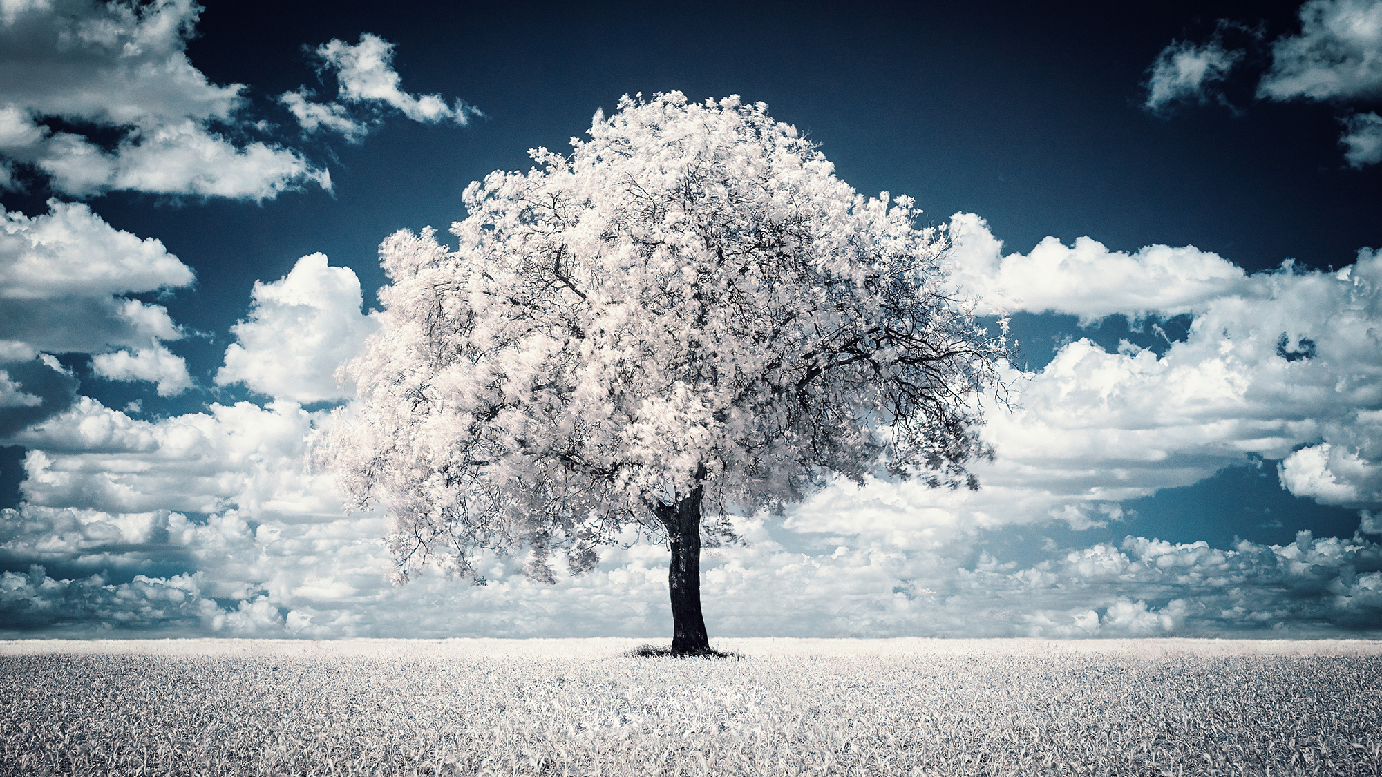 Free download wallpaper Nature, Trees, Sky, Horizon, Tree, Earth, Field, Cloud, Lonely Tree on your PC desktop