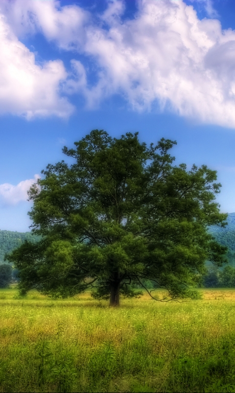 Скачать картинку Трава, Дерево, Поле, Зеленый, Земля/природа в телефон бесплатно.