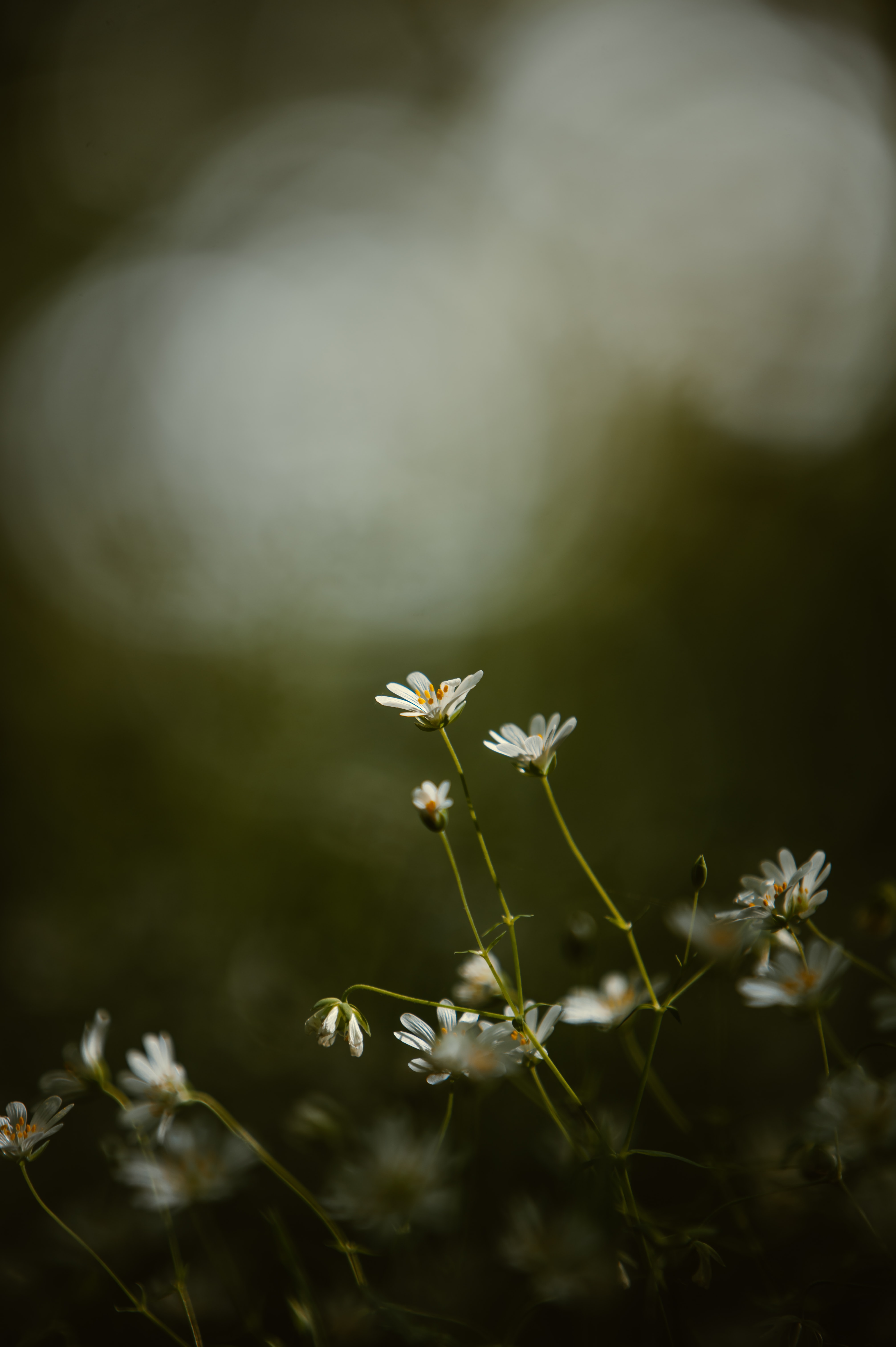 flowers, grass, petals, focus, star, zvezdchatka Image for desktop