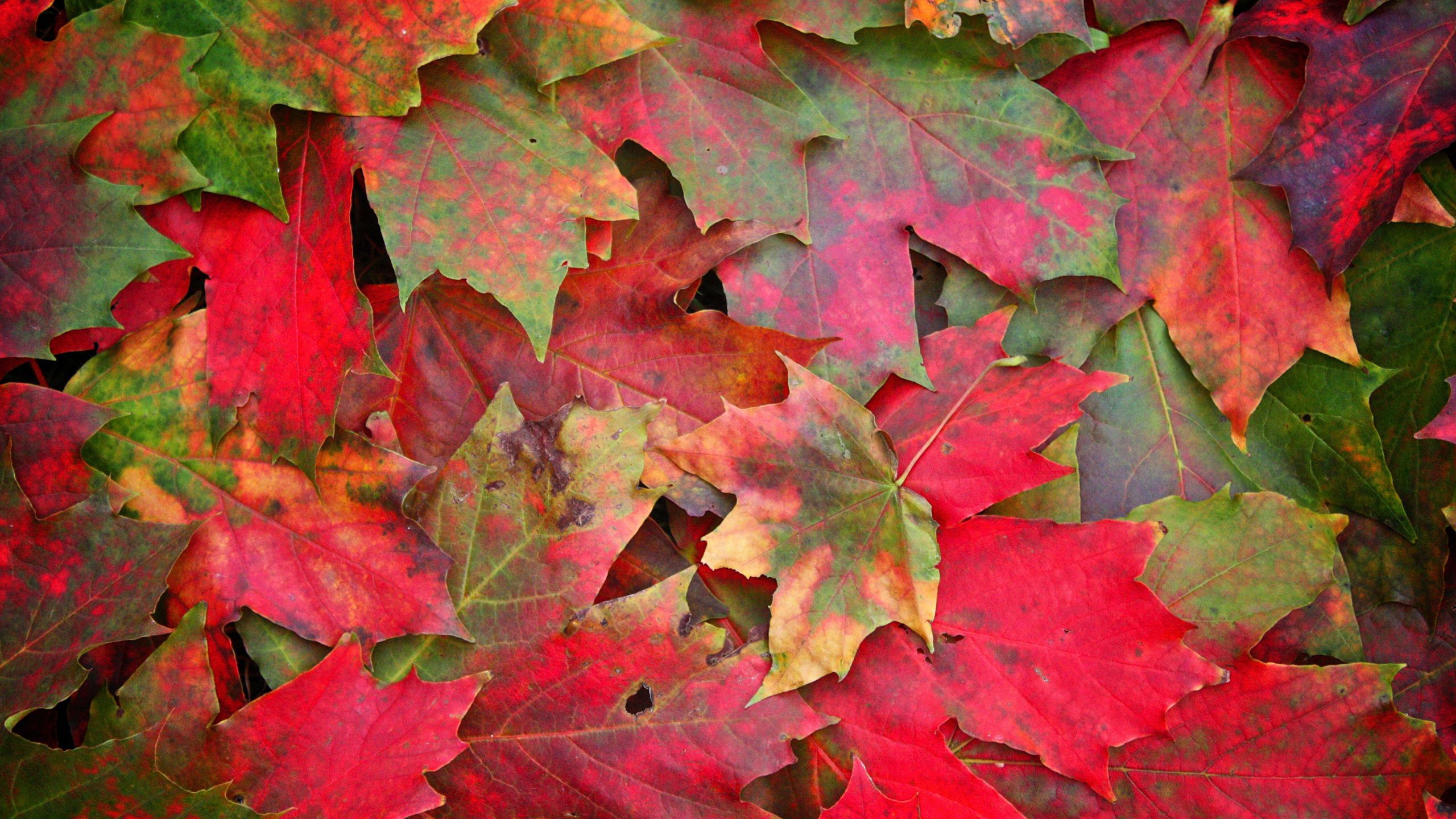 118226 завантажити шпалери осінь, листя, макро, макрос, клен, опалий, полеглий, кленовий - заставки і картинки безкоштовно