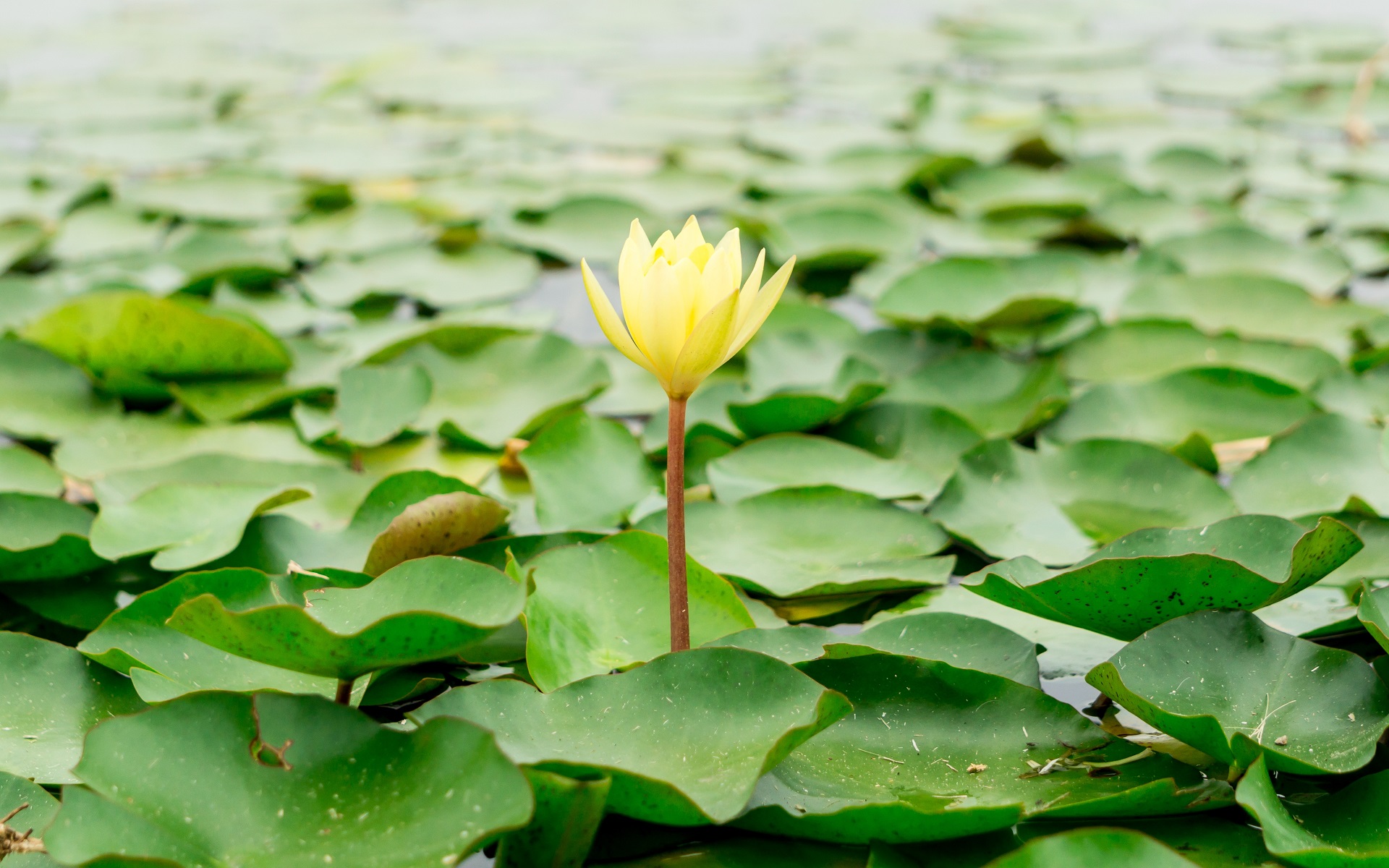 Download mobile wallpaper Nature, Flowers, Lotus, Flower, Leaf, Earth, Yellow Flower for free.