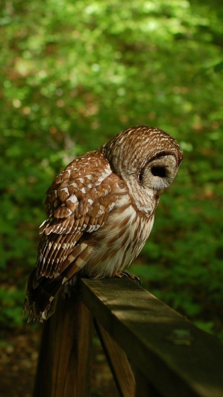 Handy-Wallpaper Tiere, Vögel, Eule kostenlos herunterladen.