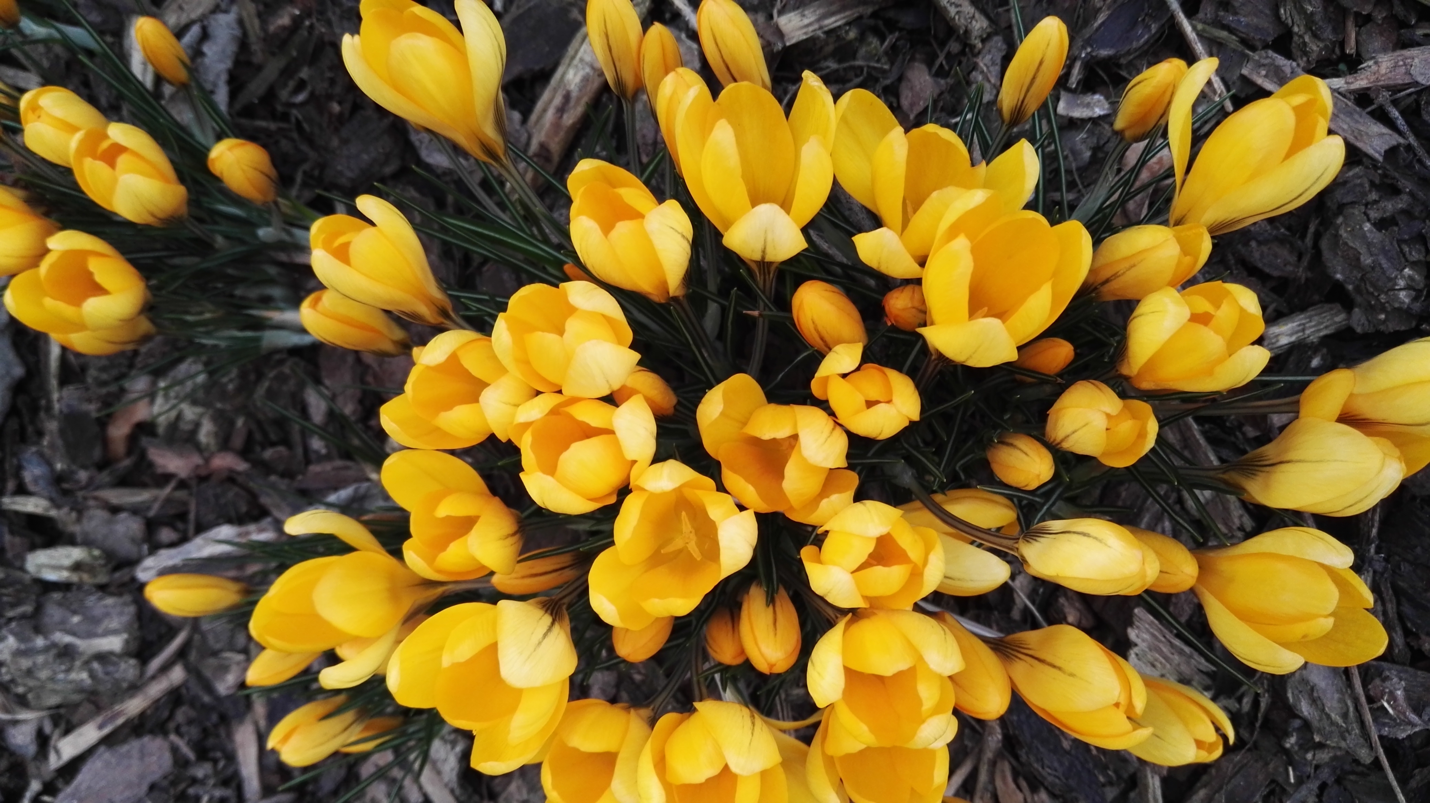 flowers, yellow, spring, crocuses
