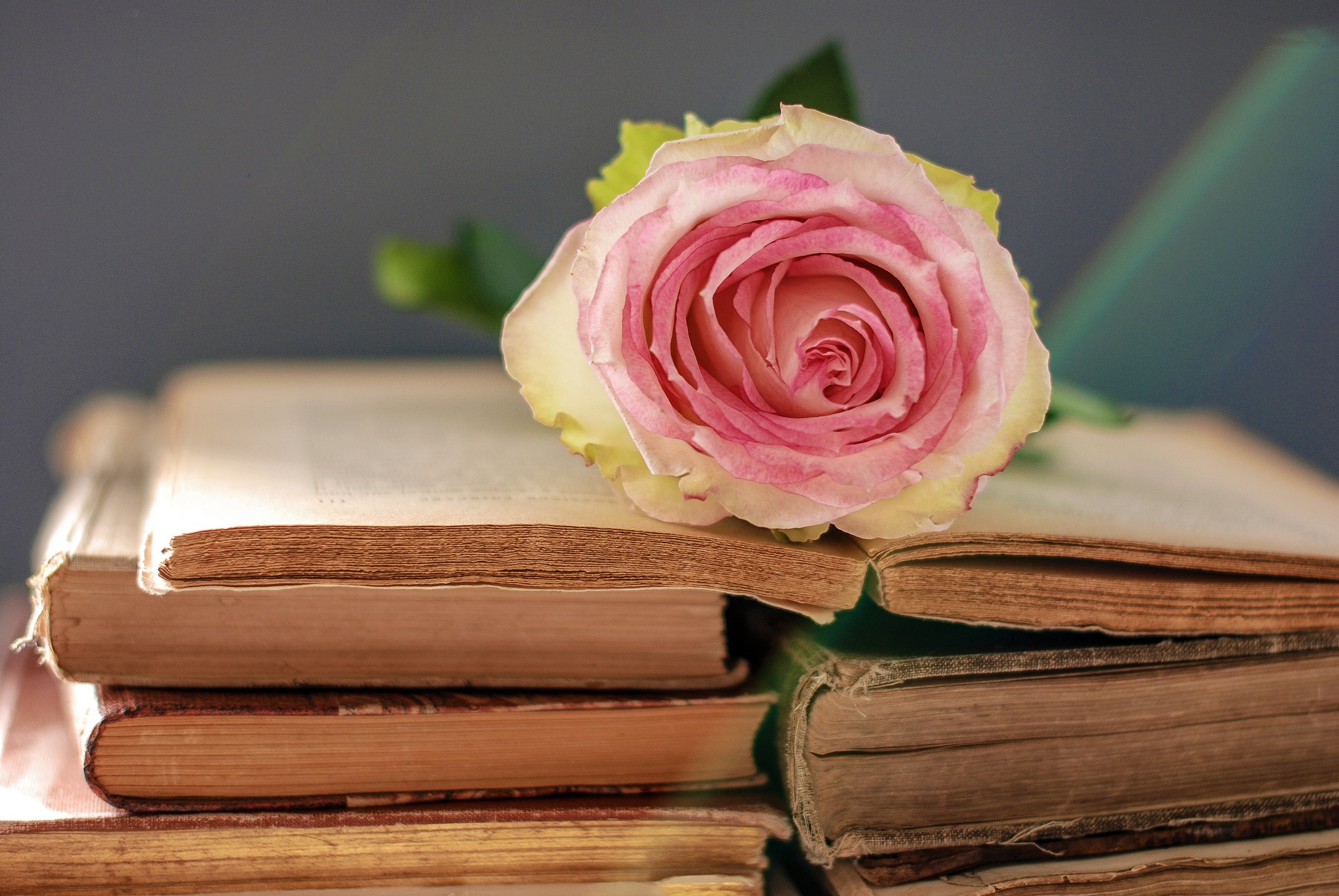 Скачать обои бесплатно Натюрморт, Роза, Книга, Фотографии, Розовая Роза картинка на рабочий стол ПК
