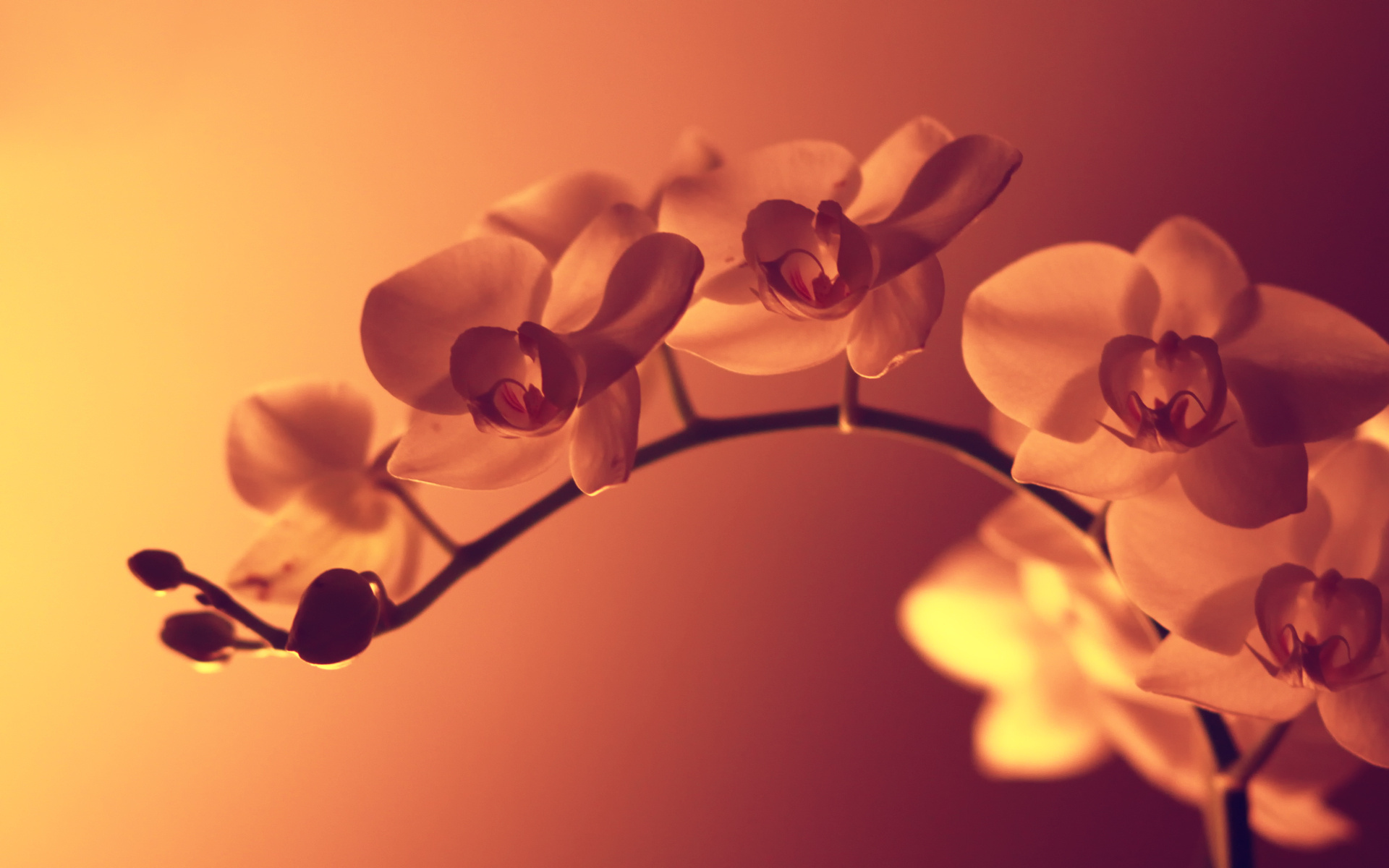 Laden Sie das Blumen, Blume, Orchidee, Erde/natur-Bild kostenlos auf Ihren PC-Desktop herunter