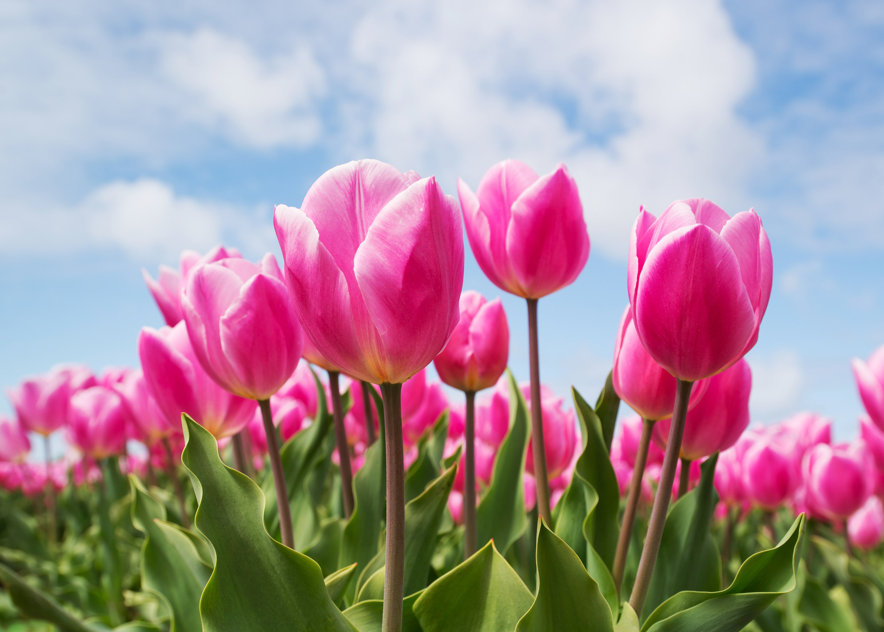 Descarga gratis la imagen Flores, Flor, Flor Rosa, Tulipán, Tierra/naturaleza en el escritorio de tu PC