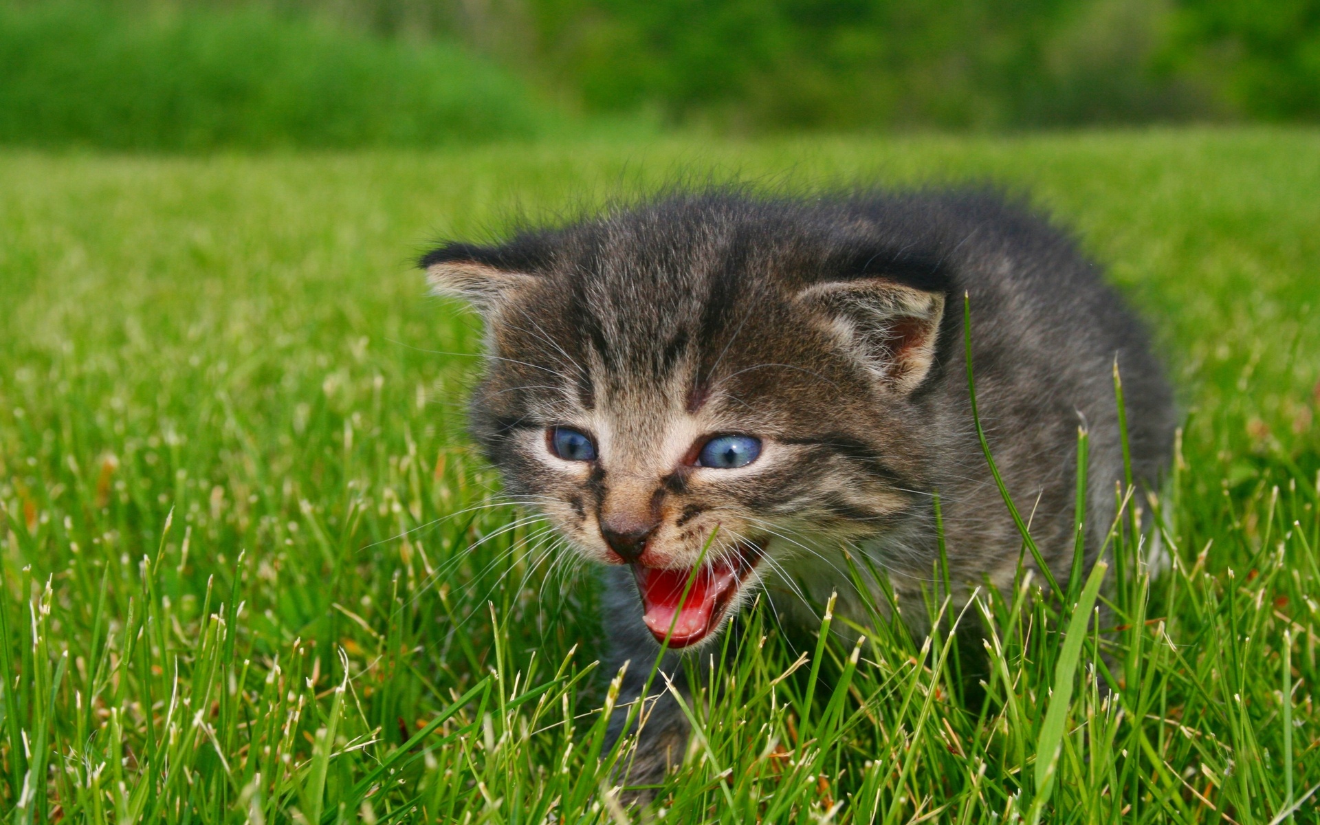 Handy-Wallpaper Kätzchen, Katze, Katzen, Tiere kostenlos herunterladen.