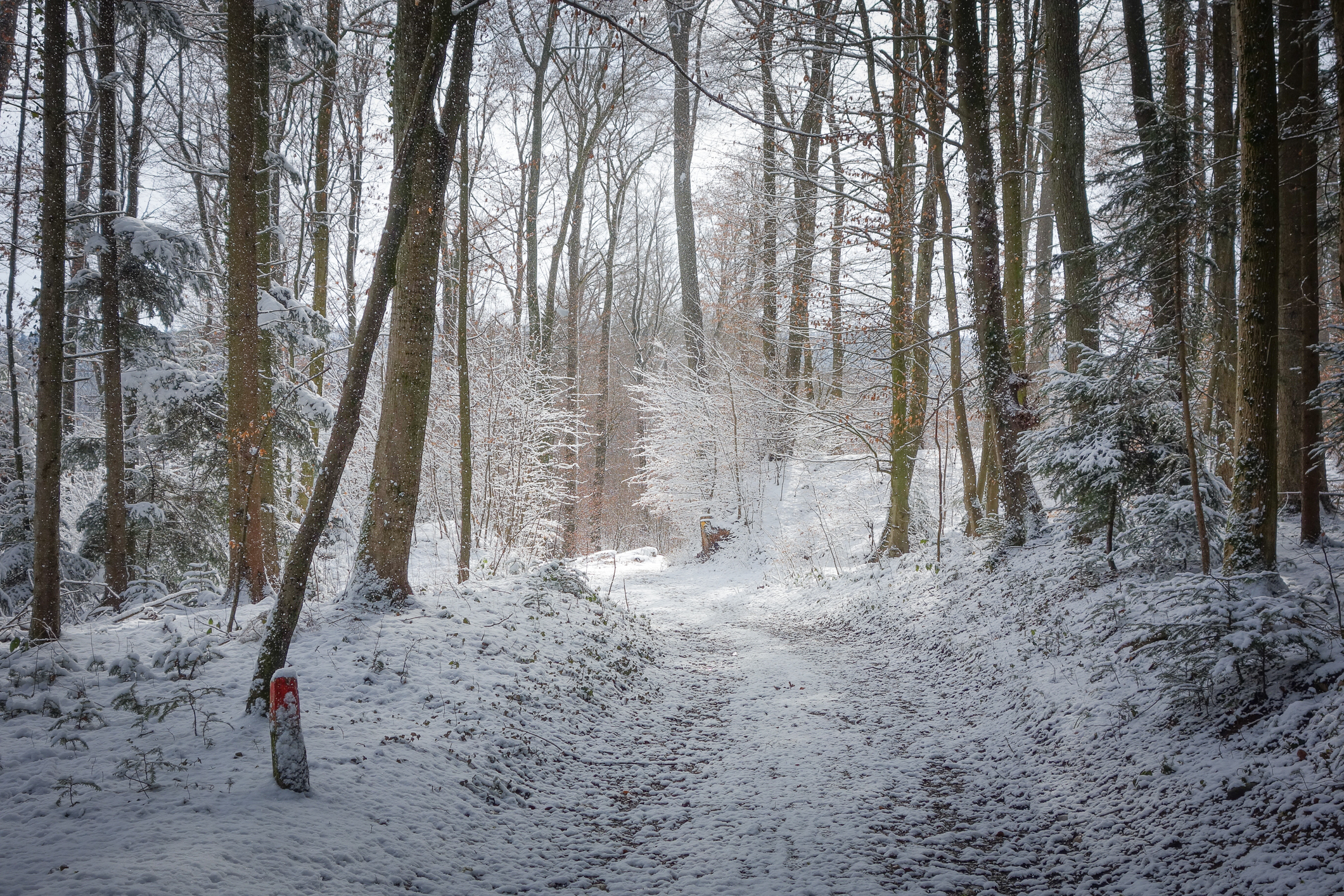 Téléchargez gratuitement l'image Hiver, Forêt, Arbre, Terre/nature sur le bureau de votre PC