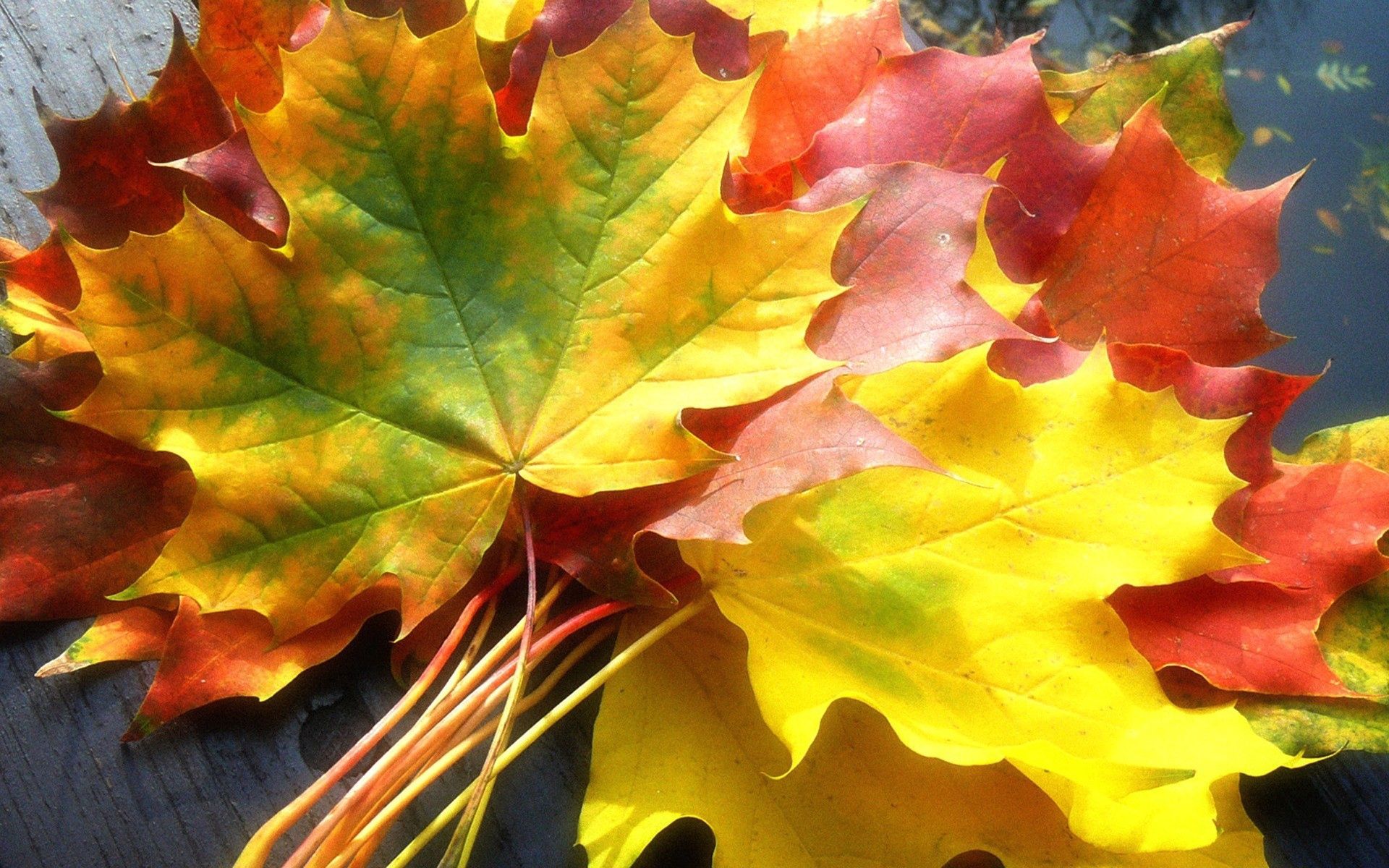 112300 скачать картинку природа, букет, осень, клен, листья, желтые, цвета - обои и заставки бесплатно