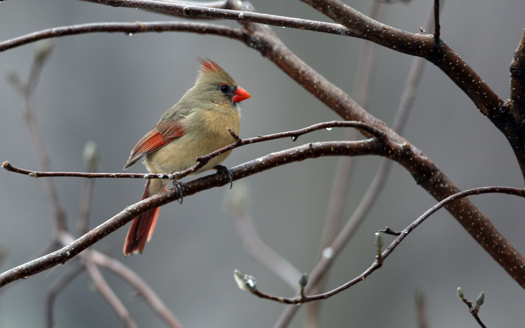 Baixe gratuitamente a imagem Animais, Aves, Pássaro na área de trabalho do seu PC