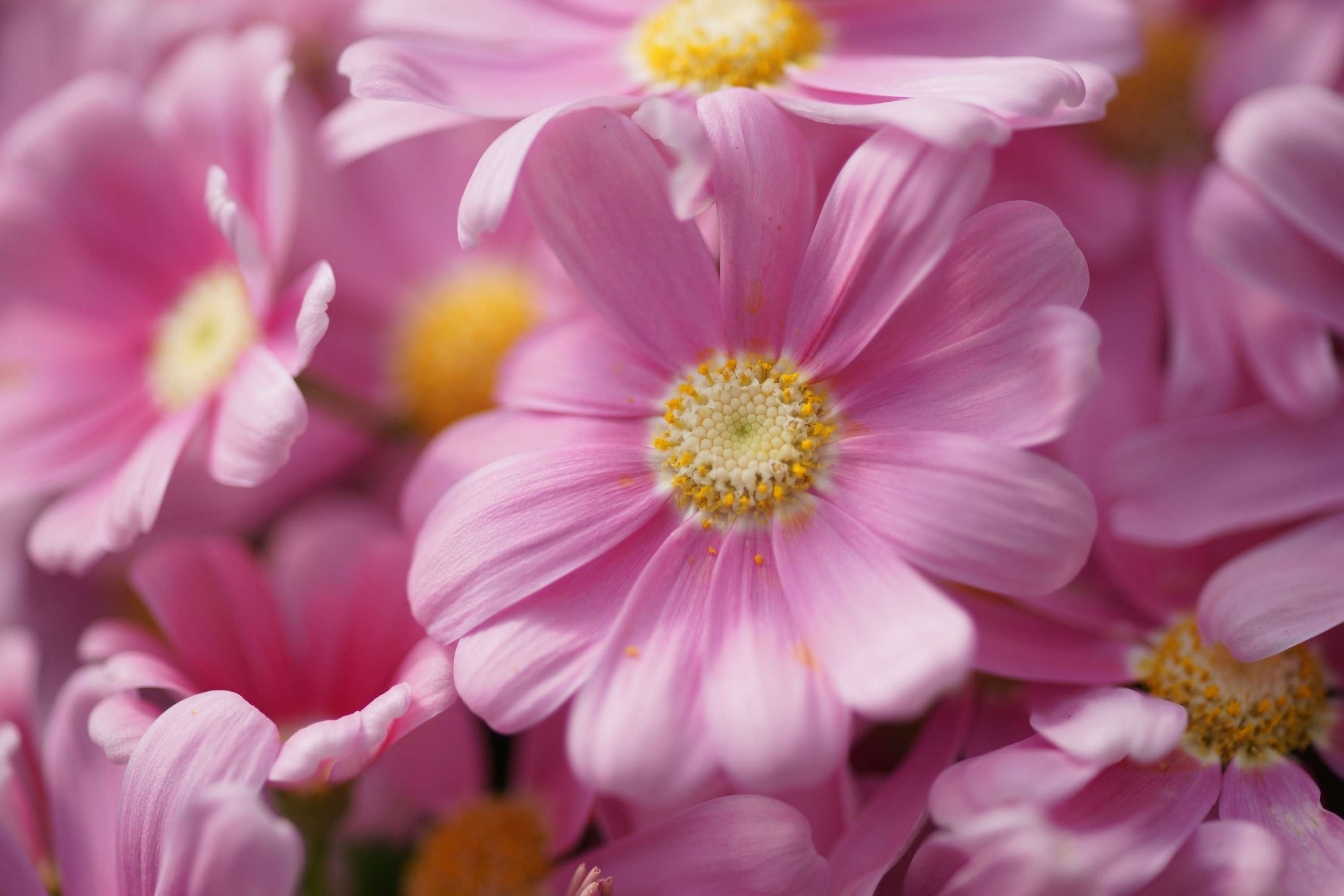 Download mobile wallpaper Flowers, Flower, Earth, Pink Flower for free.