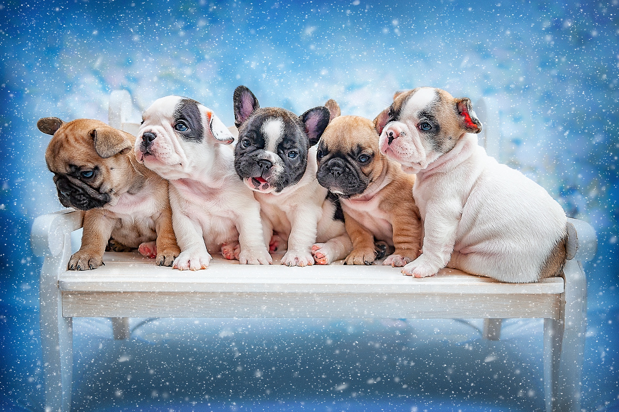 Free download wallpaper Dogs, Dog, Animal, Puppy, French Bulldog, Baby Animal on your PC desktop