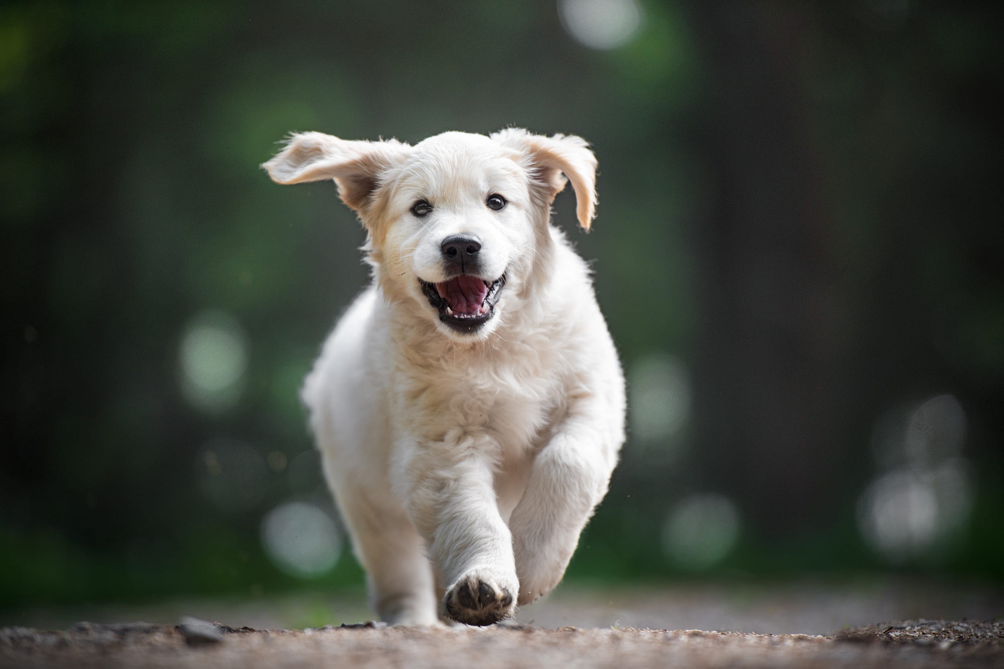 Download mobile wallpaper Dogs, Animal, Puppy, Golden Retriever, Baby Animal for free.