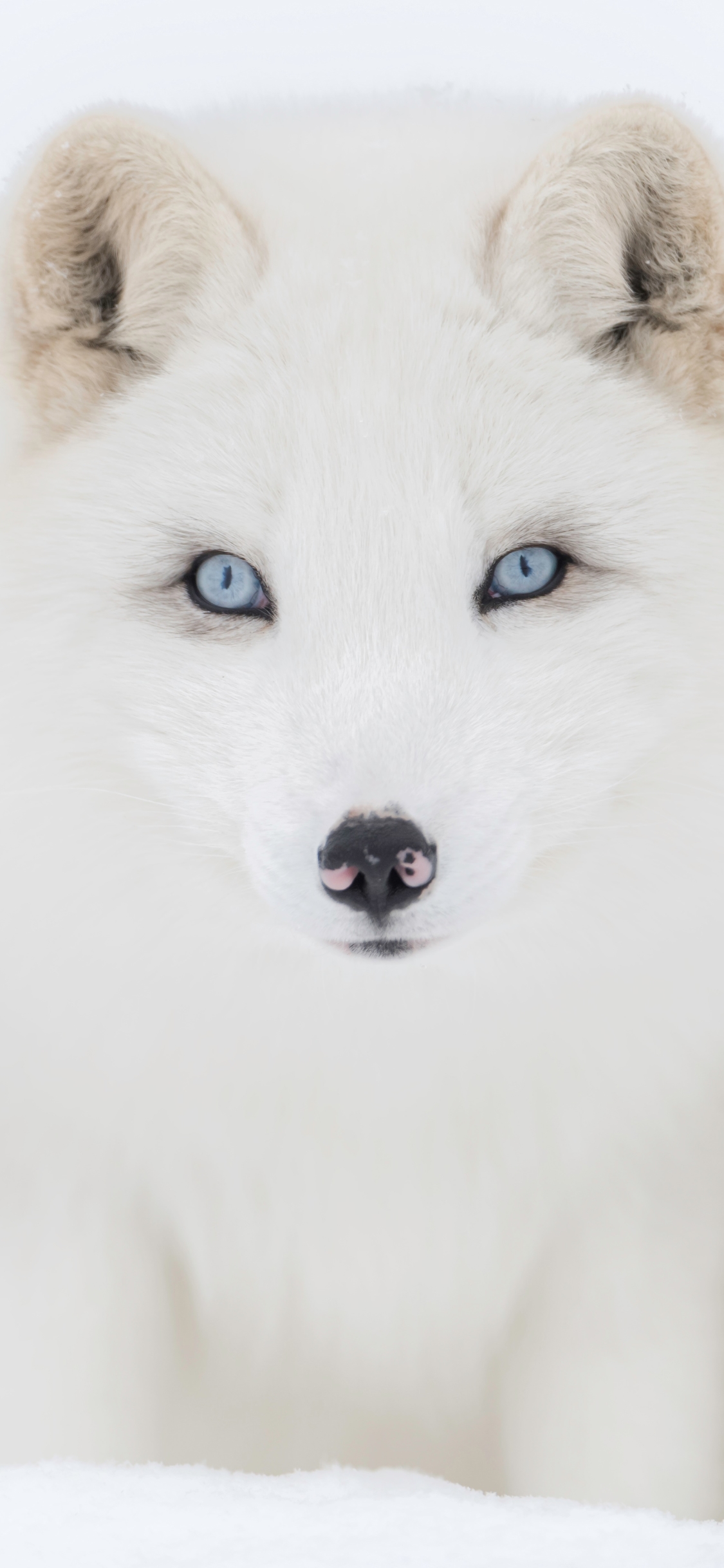 Download mobile wallpaper Winter, Dogs, Animal, Arctic Fox, Blue Eyes for free.