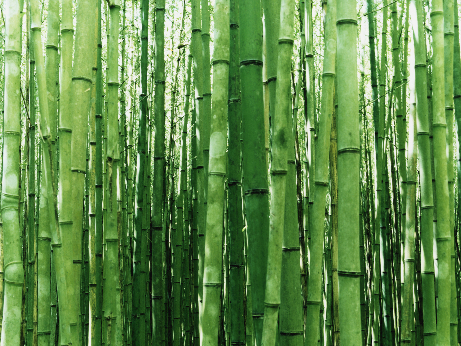 1078234 baixar papel de parede terra/natureza, bambu - protetores de tela e imagens gratuitamente