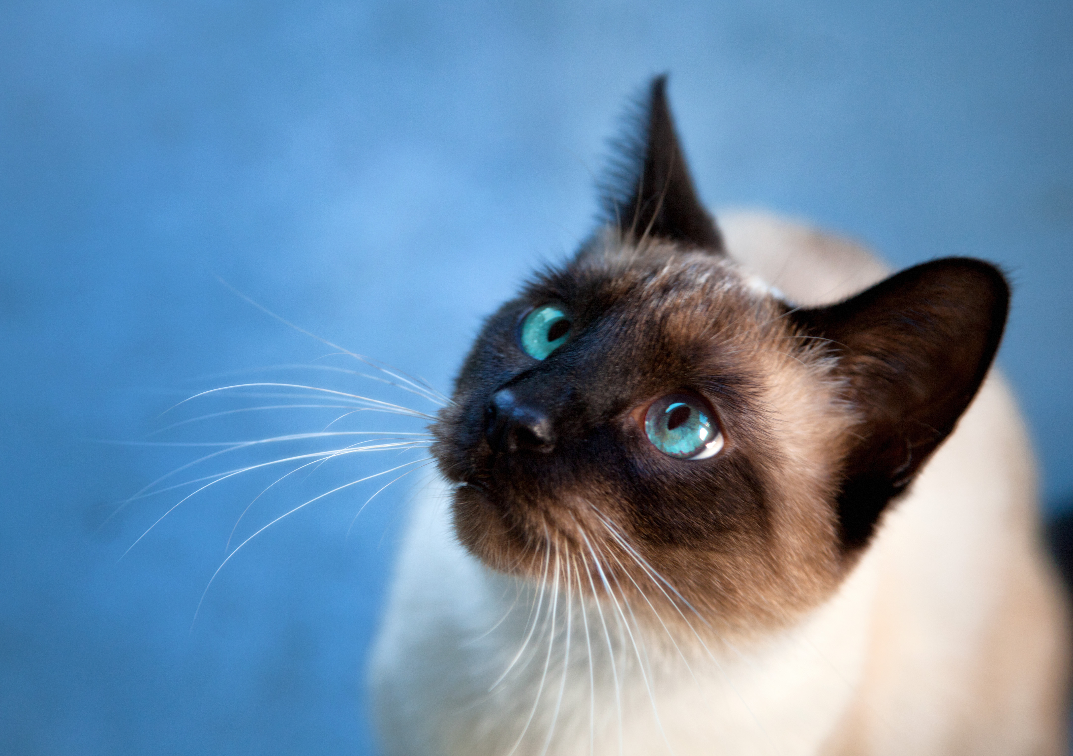 376510 скачать картинку сиамская кошка, кот, животные, голубые глаза, кошки - обои и заставки бесплатно