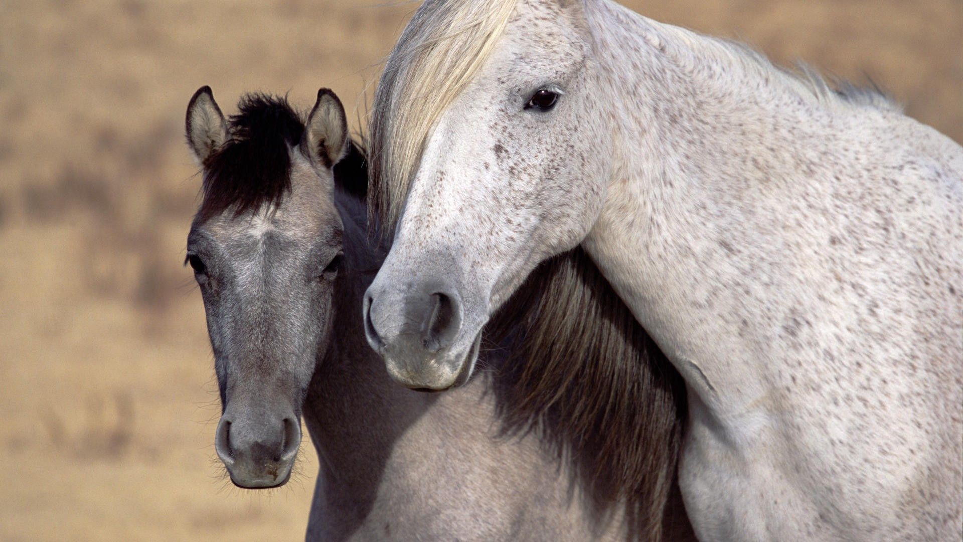horses, animals, couple, pair, muzzle, mane 8K