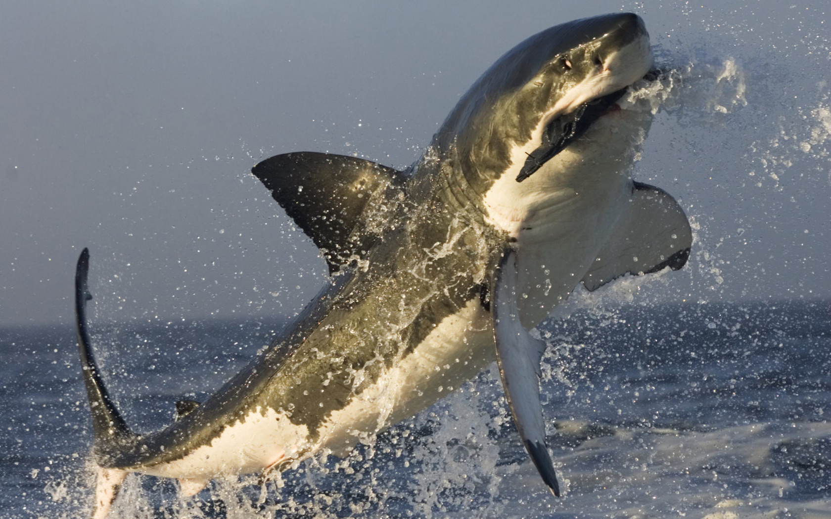 Free download wallpaper Animal, Shark on your PC desktop