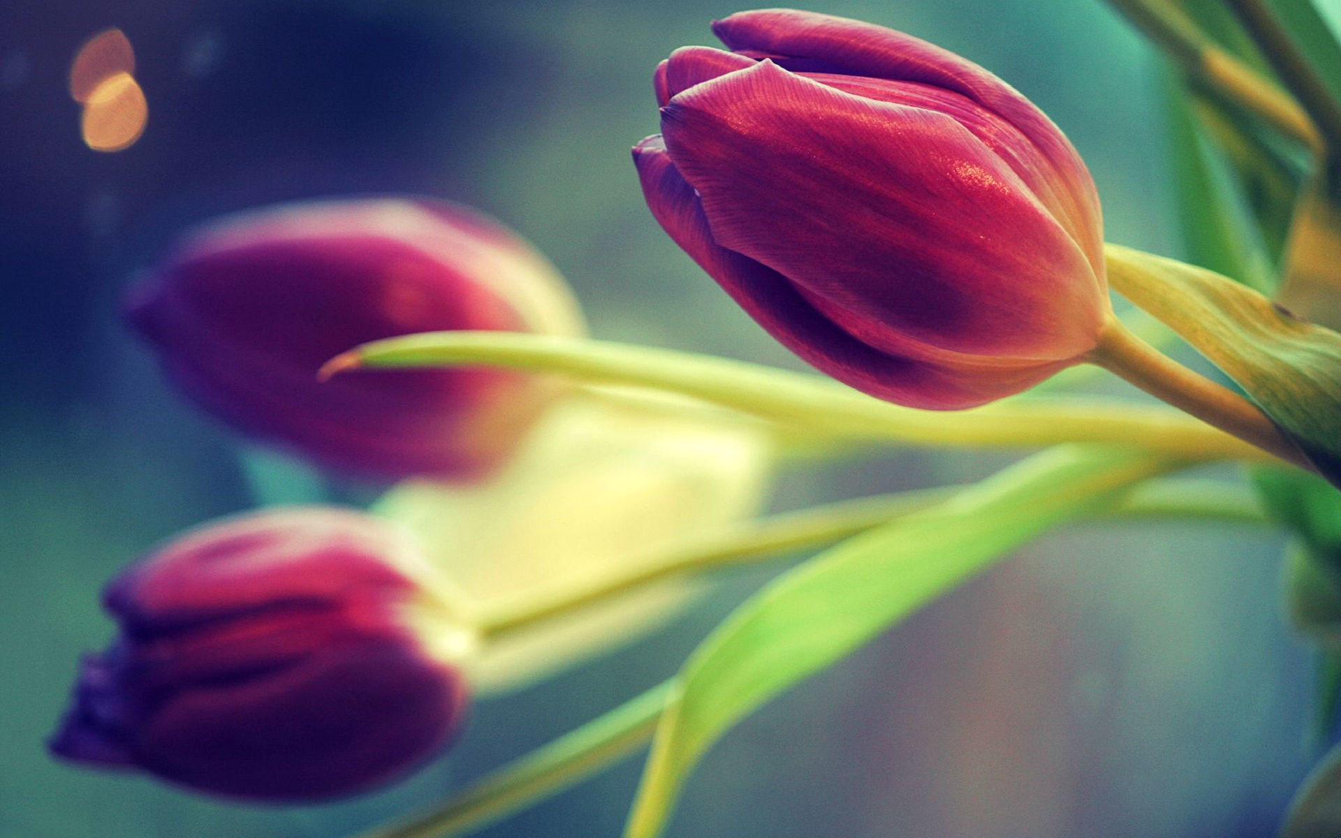 Free download wallpaper Flowers, Flower, Earth, Tulip on your PC desktop