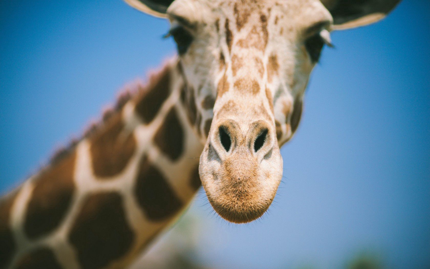 Free download wallpaper Muzzle, Blur, Opinion, Sight, Nose, Animals, Smooth, Giraffe on your PC desktop