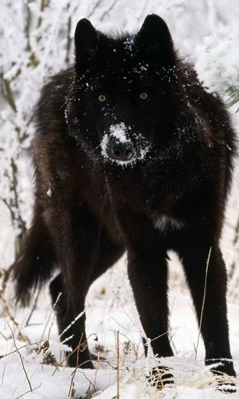 Скачать картинку Животные, Волки, Зима, Снег, Волк, Черный Волк в телефон бесплатно.