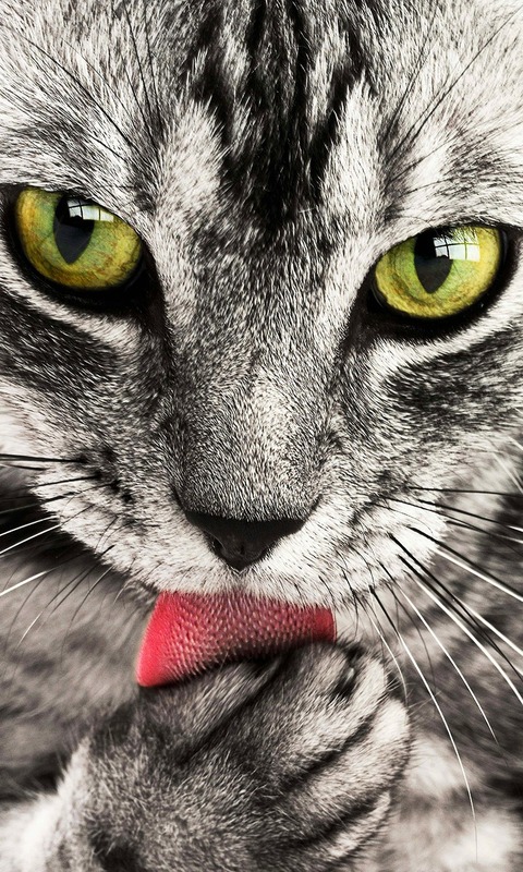 Download mobile wallpaper Cats, Cat, Close Up, Animal for free.