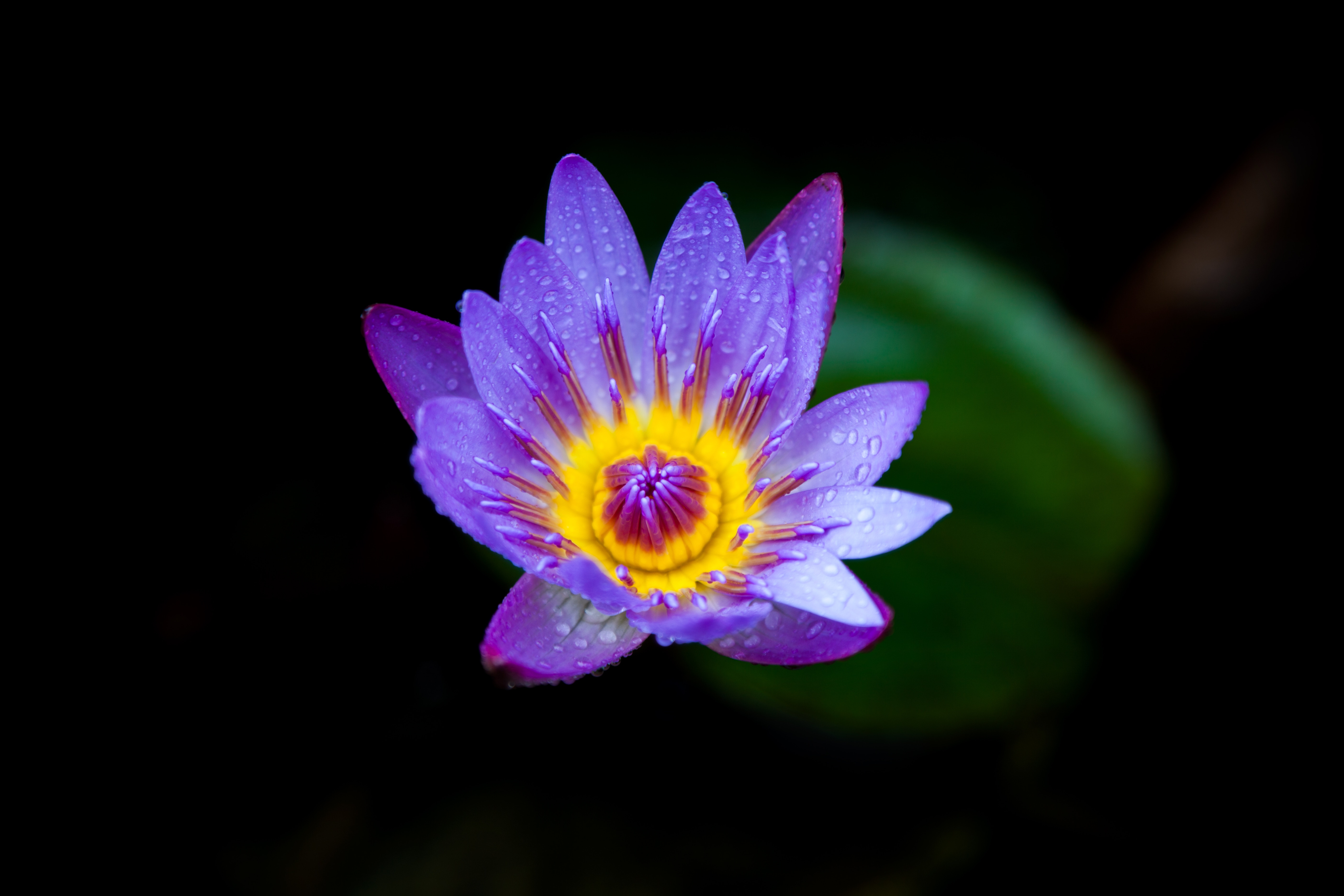 water lily, flowers, lilac, drops, bloom, flowering 1080p