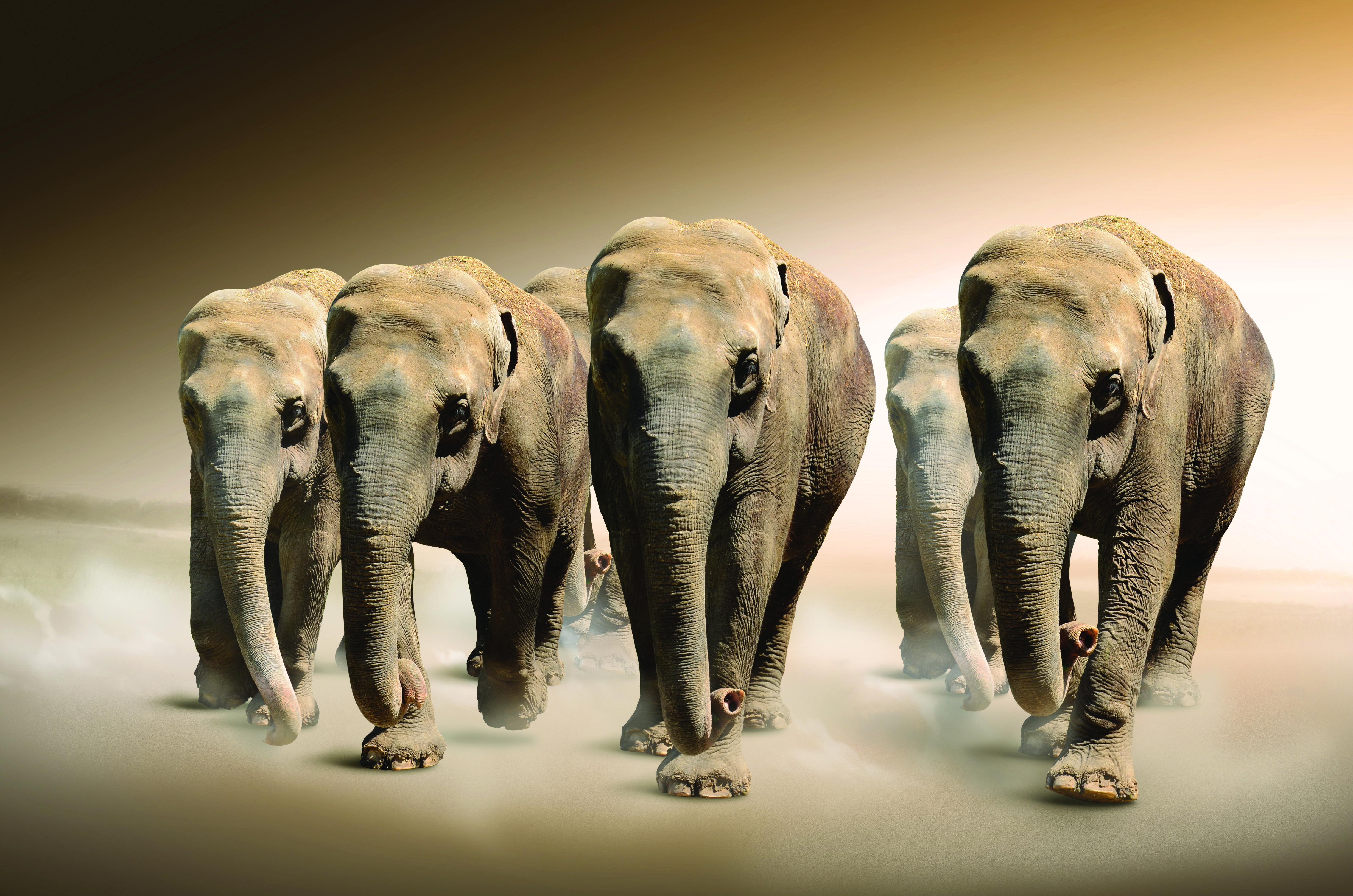 1521304 descargar imagen animales, elefante asiático, elefantes: fondos de pantalla y protectores de pantalla gratis