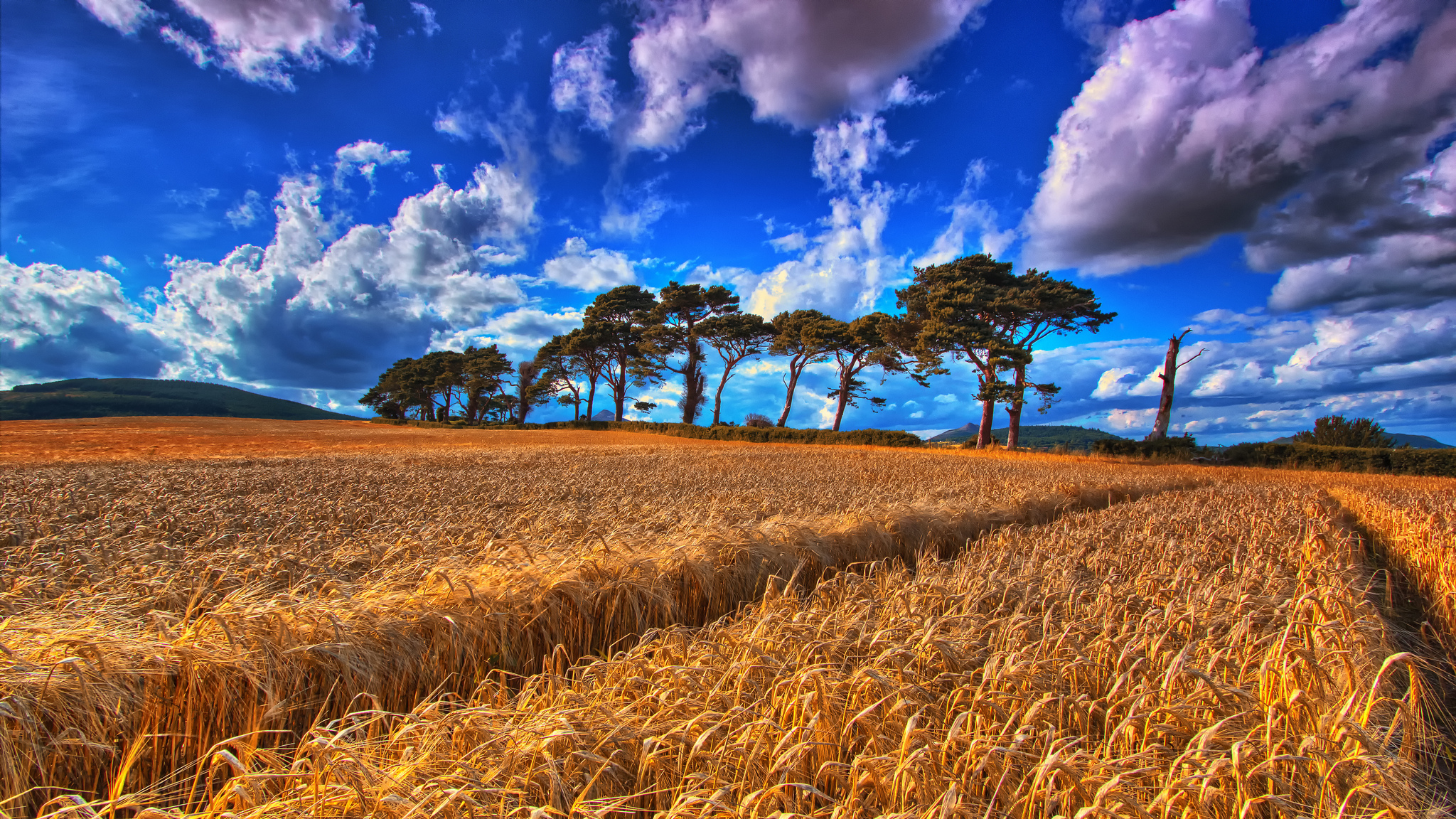 Download mobile wallpaper Sky, Wheat, Tree, Earth, Field for free.