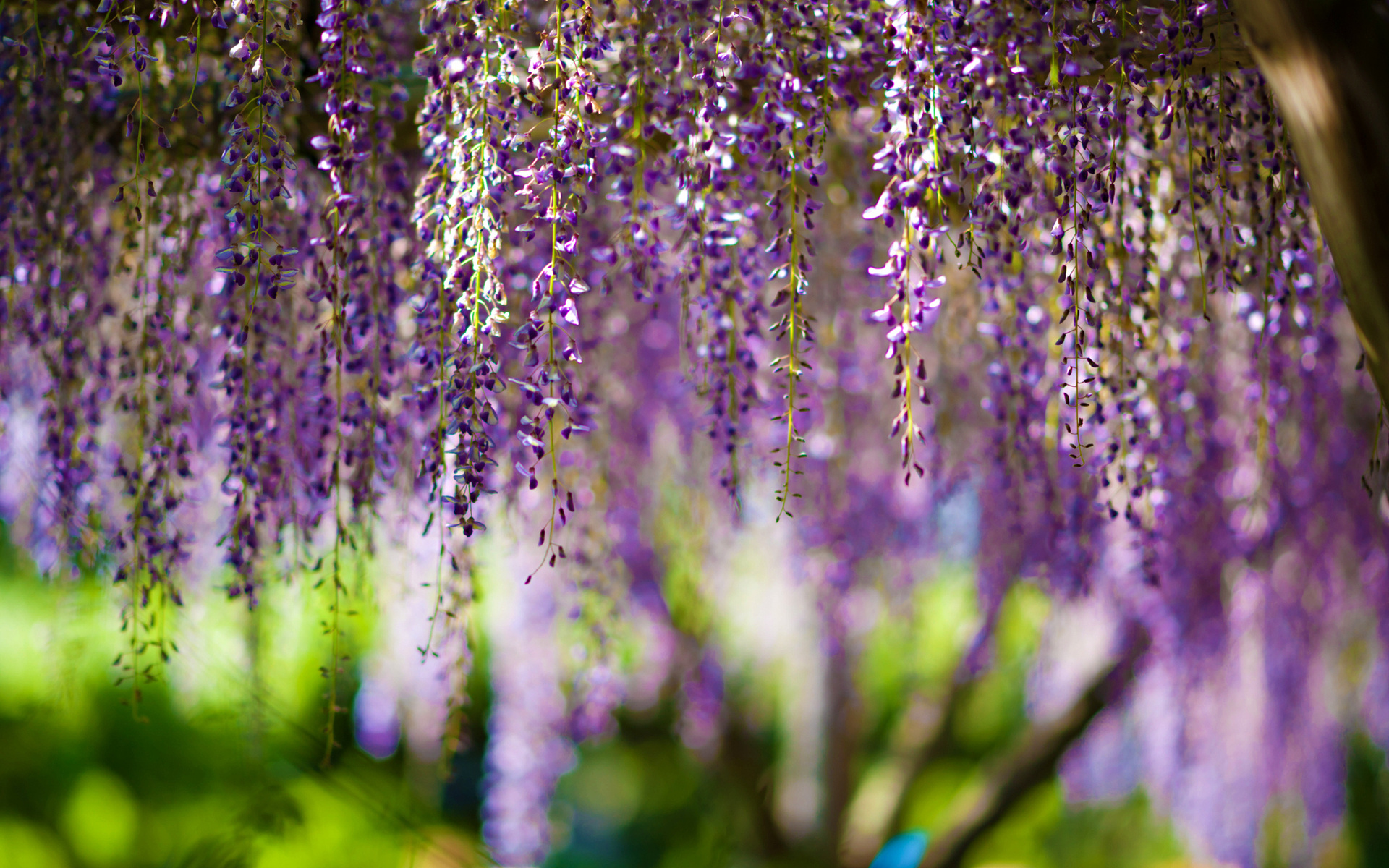 Laden Sie das Blumen, Blüte, Erde/natur-Bild kostenlos auf Ihren PC-Desktop herunter