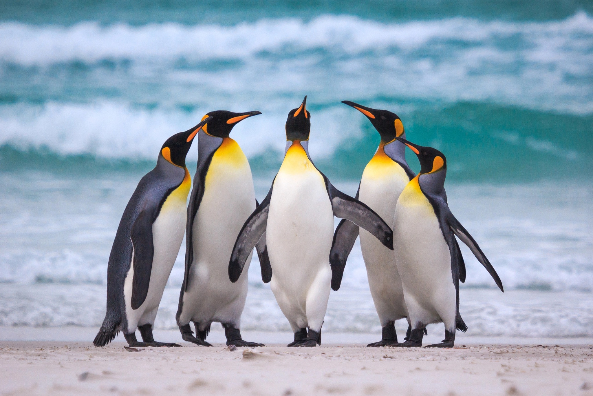 Handy-Wallpaper Tiere, Vögel, Pinguin kostenlos herunterladen.