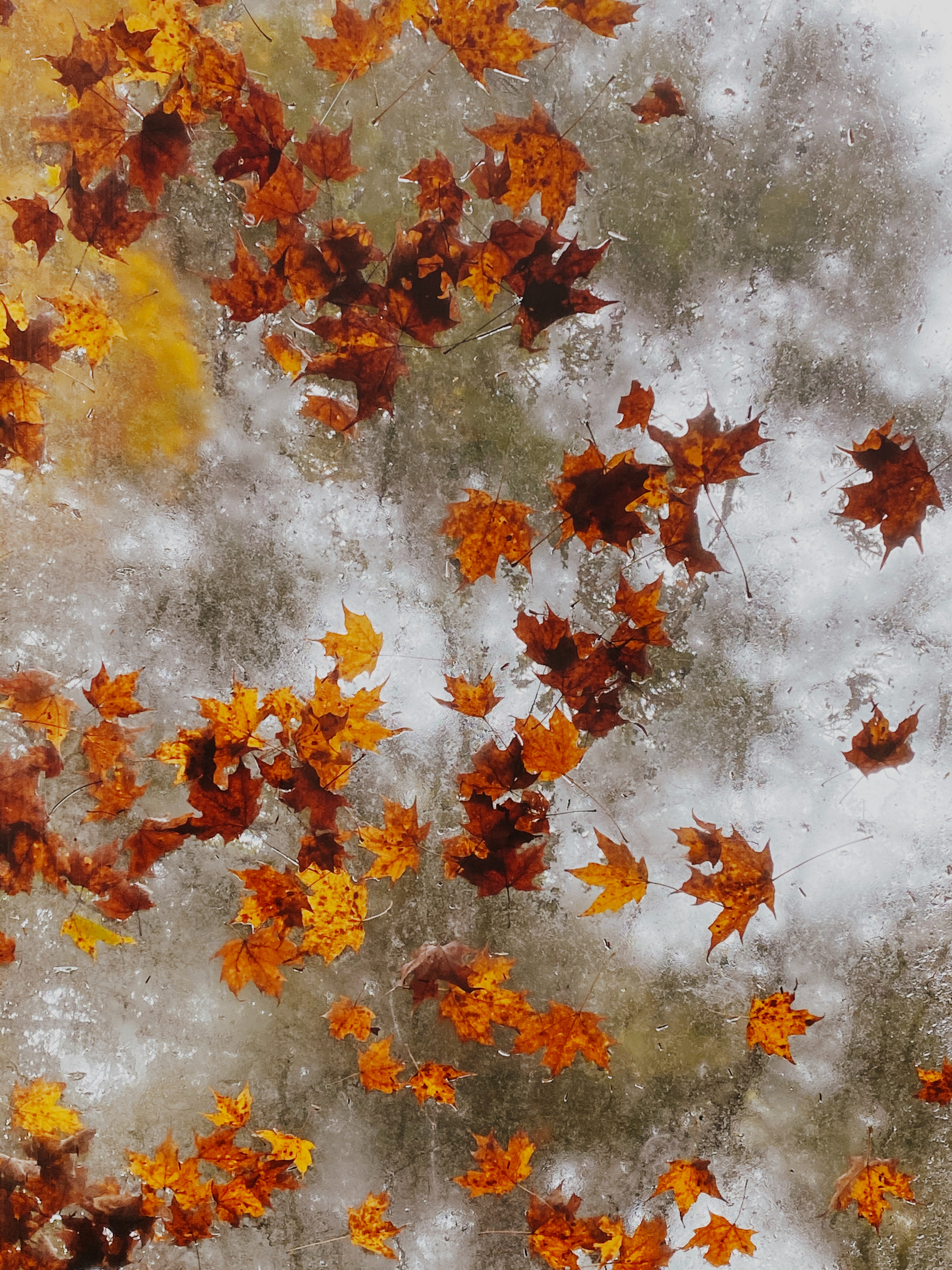 PCデスクトップに自然, メープル, 楓, 葉, 秋, 氷画像を無料でダウンロード