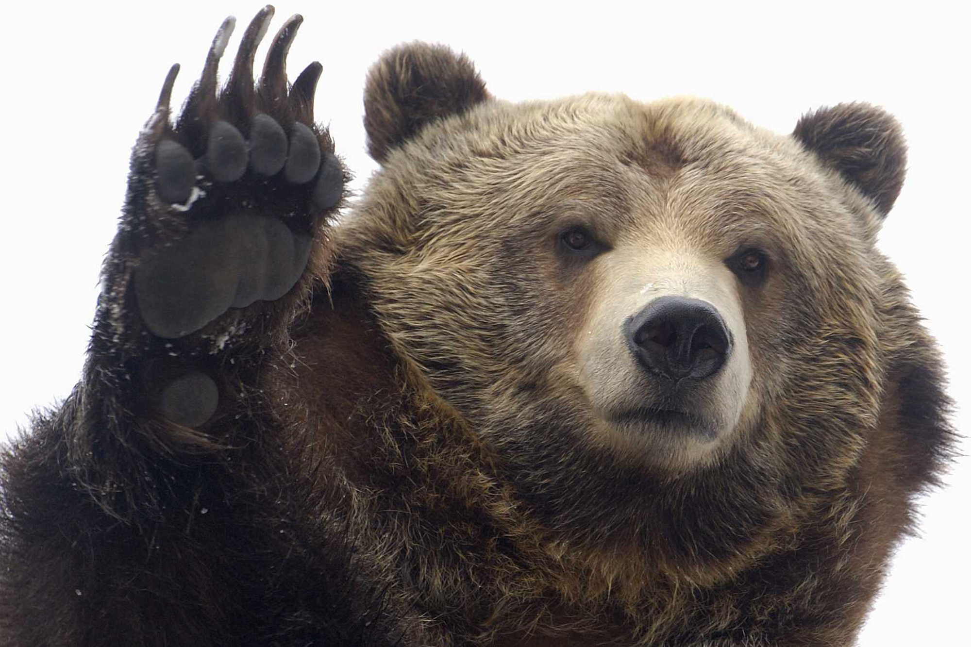 399657 descargar fondo de pantalla animales, grizzly, de cerca, cara, pata, osos: protectores de pantalla e imágenes gratis