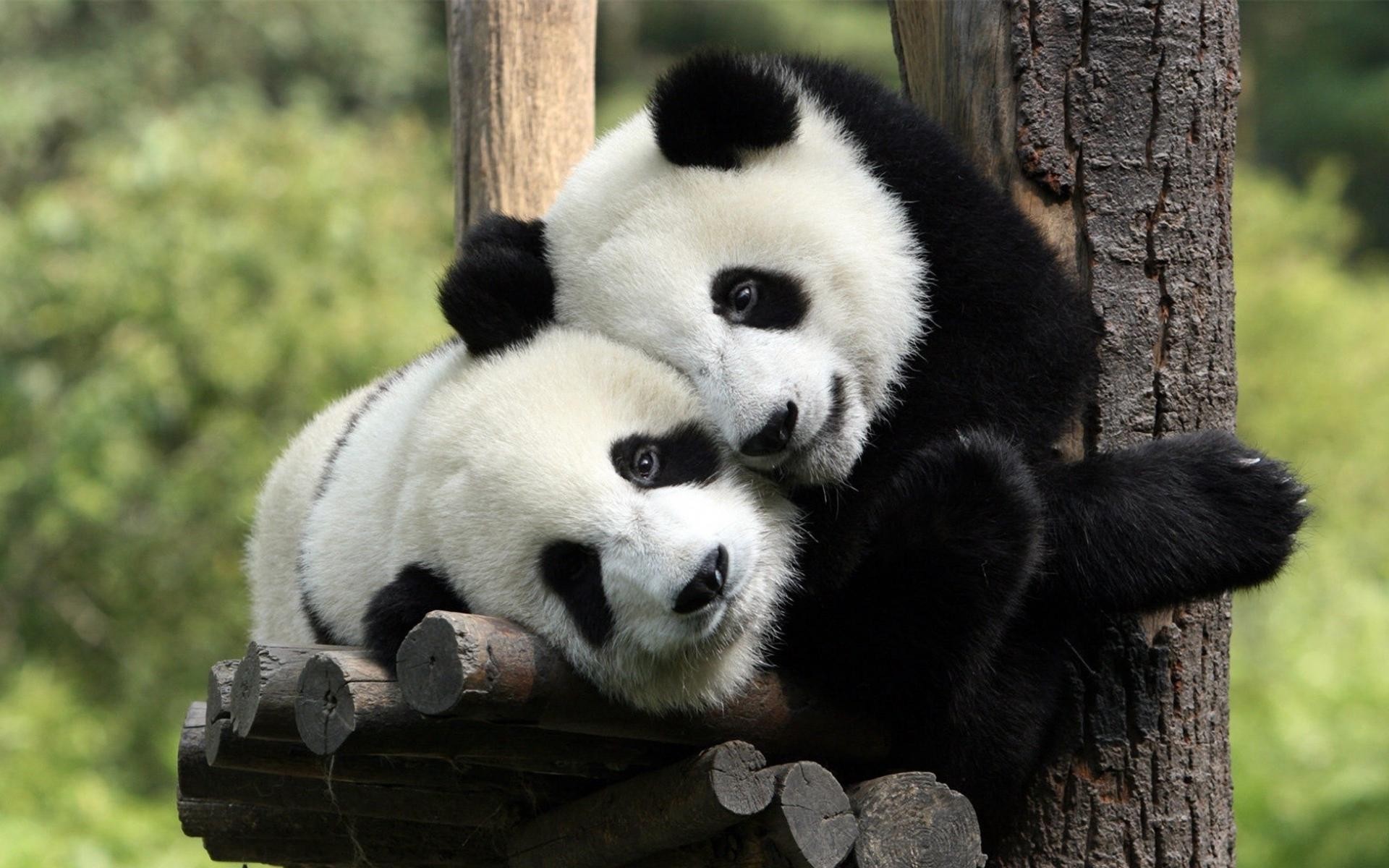 animals, pandas