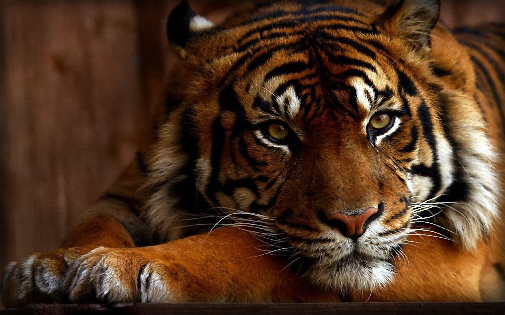 cats, animal, tiger