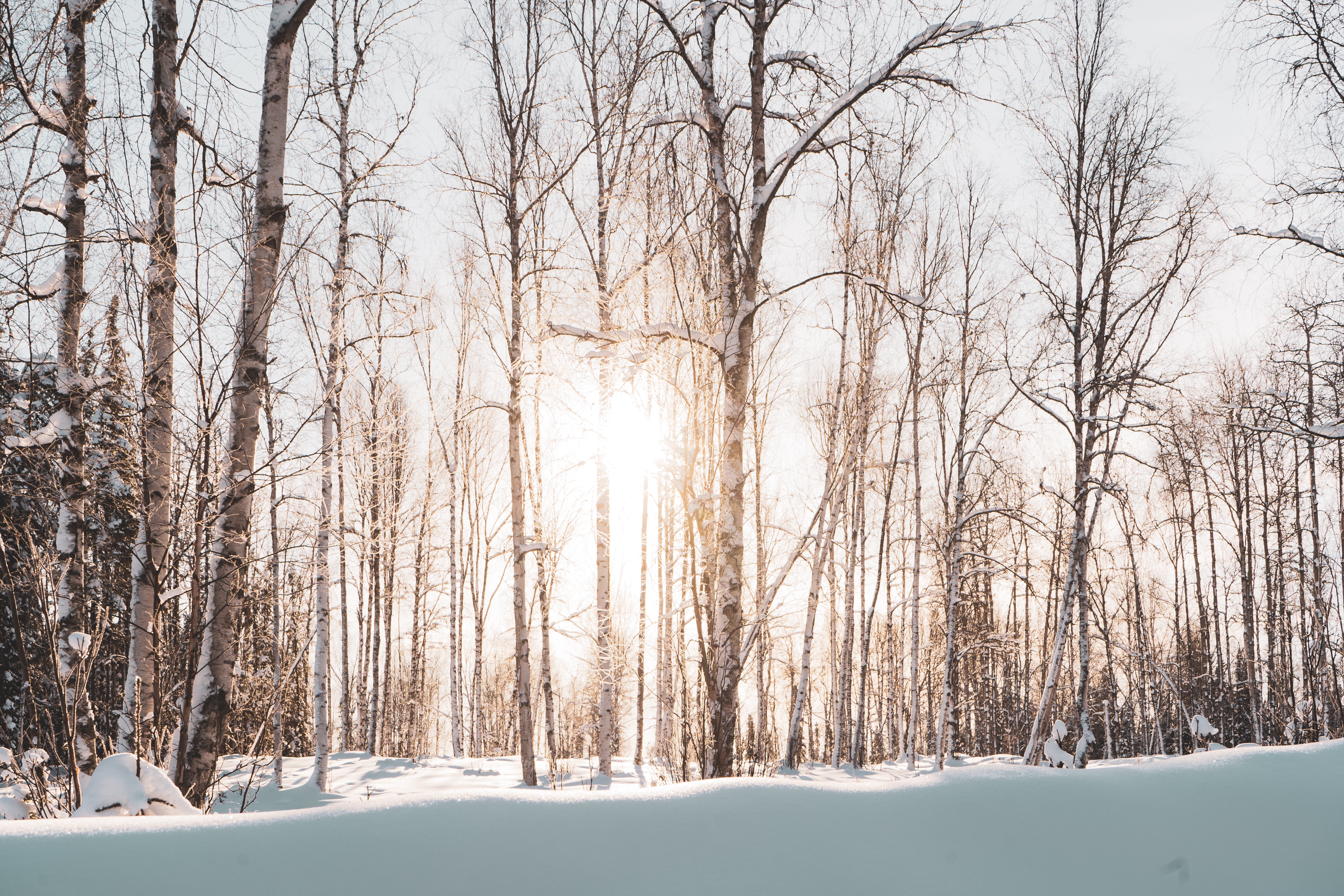 Скачать картинку Деревья, Природа, Солнечный Свет, Снег, Лес, Пейзаж, Зима в телефон бесплатно.