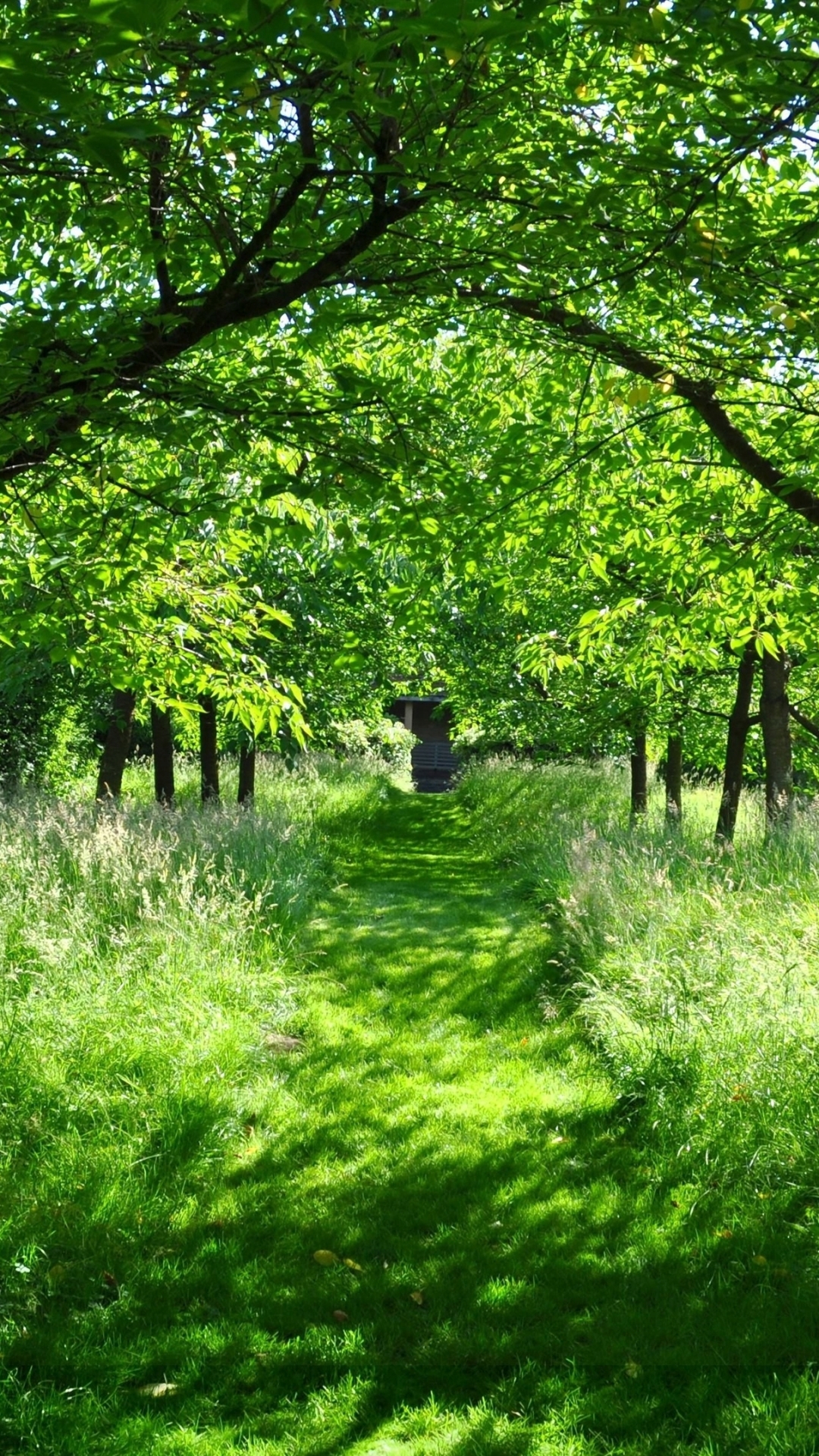 Download mobile wallpaper Nature, Grass, Forest, Tree, Path, Man Made for free.