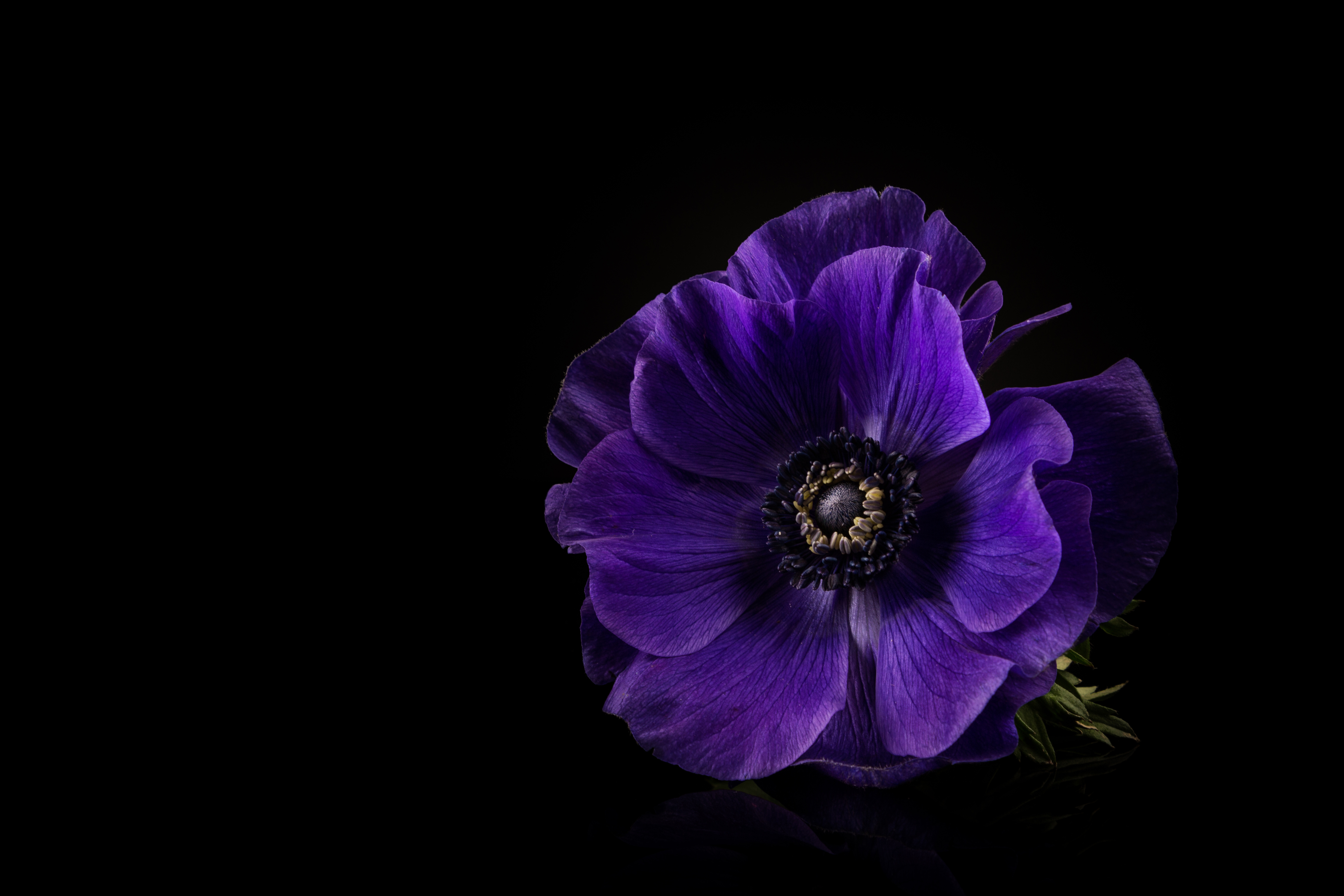 475229 завантажити картинку фіолетова квітка, земля, анемона, квітка, флауерзи - шпалери і заставки безкоштовно